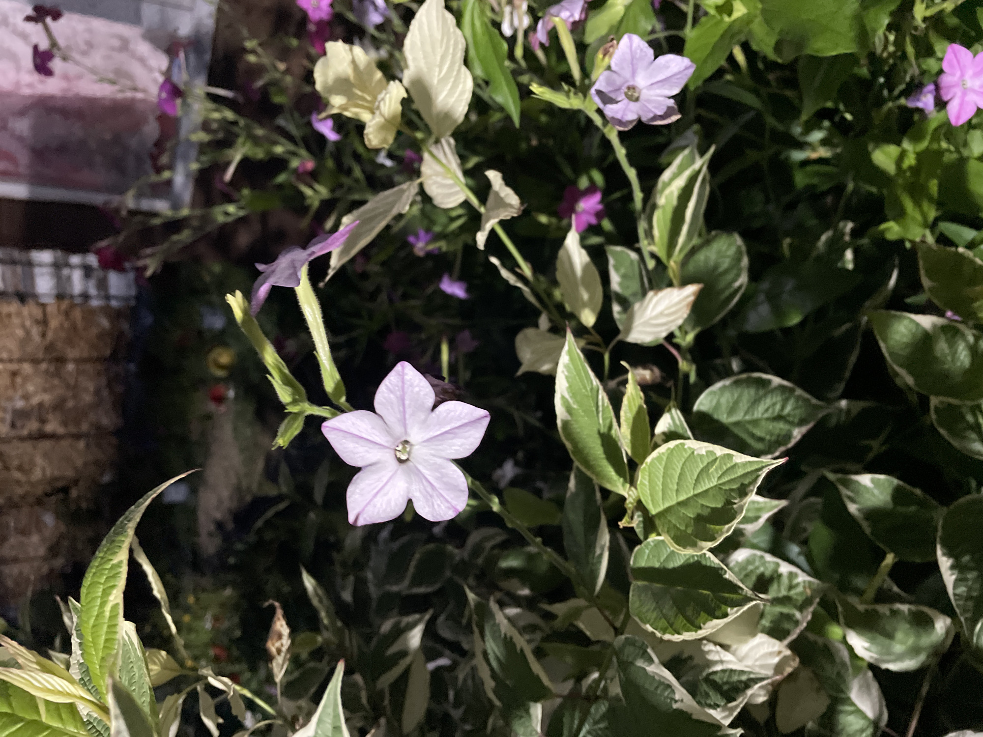 The image depicts a close-up, dimly lit shot of flowering plants, likely taken outdoors at night. The focal point is a single, delicate, pale purple flower with five petals and faint pink stripes, positioned slightly to the left of the center. It has a prominent stamen in its center. Surrounding this flower are various green leaves, some variegated with white edges. Other smaller, less distinct flowers in shades of purple and cream are scattered throughout the background and mid-ground. The overall impression is of a garden setting at night, possibly illuminated by artificial light, given the dark background and the way the light falls on the flowers and leaves. There is no indication of any people or specific urban features that would allow for precise location within Surgut, Russia, beyond the general context of an outdoor plant setting.