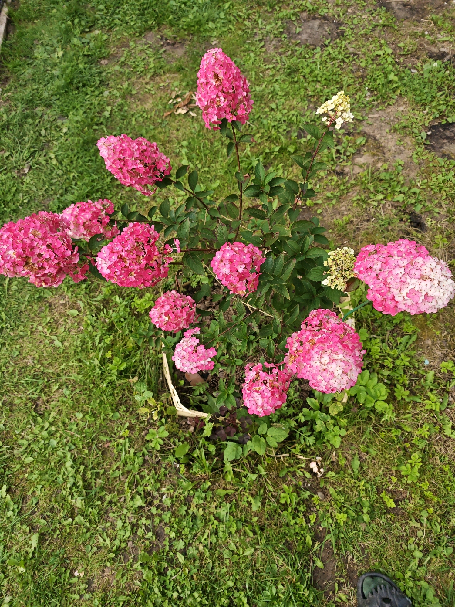 This image captures a close-up, high-angle view of a vibrant pink hydrangea bush in a garden setting. The bush, heavily laden with large, cone-shaped flower clusters, is the central focus. Some of the flowers exhibit a transition from deep pink to lighter shades, with a few smaller clusters appearing pale yellow. The foliage is a rich, dark green. The hydrangea is planted in a woven basket at the base, partially visible. The surrounding environment is a grassy area, with patches of dirt and some fallen leaves scattered on the ground. In the lower right corner of the image, a black shoe is visible, indicating a person's presence at the scene, presumably in the city of Свитино Снт, Russia.