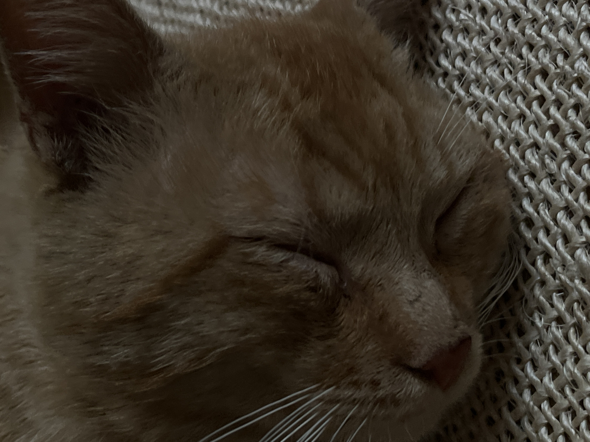 A close-up shot captures an orange tabby cat sleeping soundly. The cat's eyes are closed, and its fur appears soft and fluffy. Its whiskers are long and white, fanning out from its snout. The cat is resting on a textured, woven surface, possibly a blanket or a rug. The lighting is dim, suggesting it might be nighttime or the room is dimly lit. The overall impression is one of peace and tranquility. The cat's closed eyes and relaxed posture convey a sense of deep sleep and comfort. No text is visible in the image.