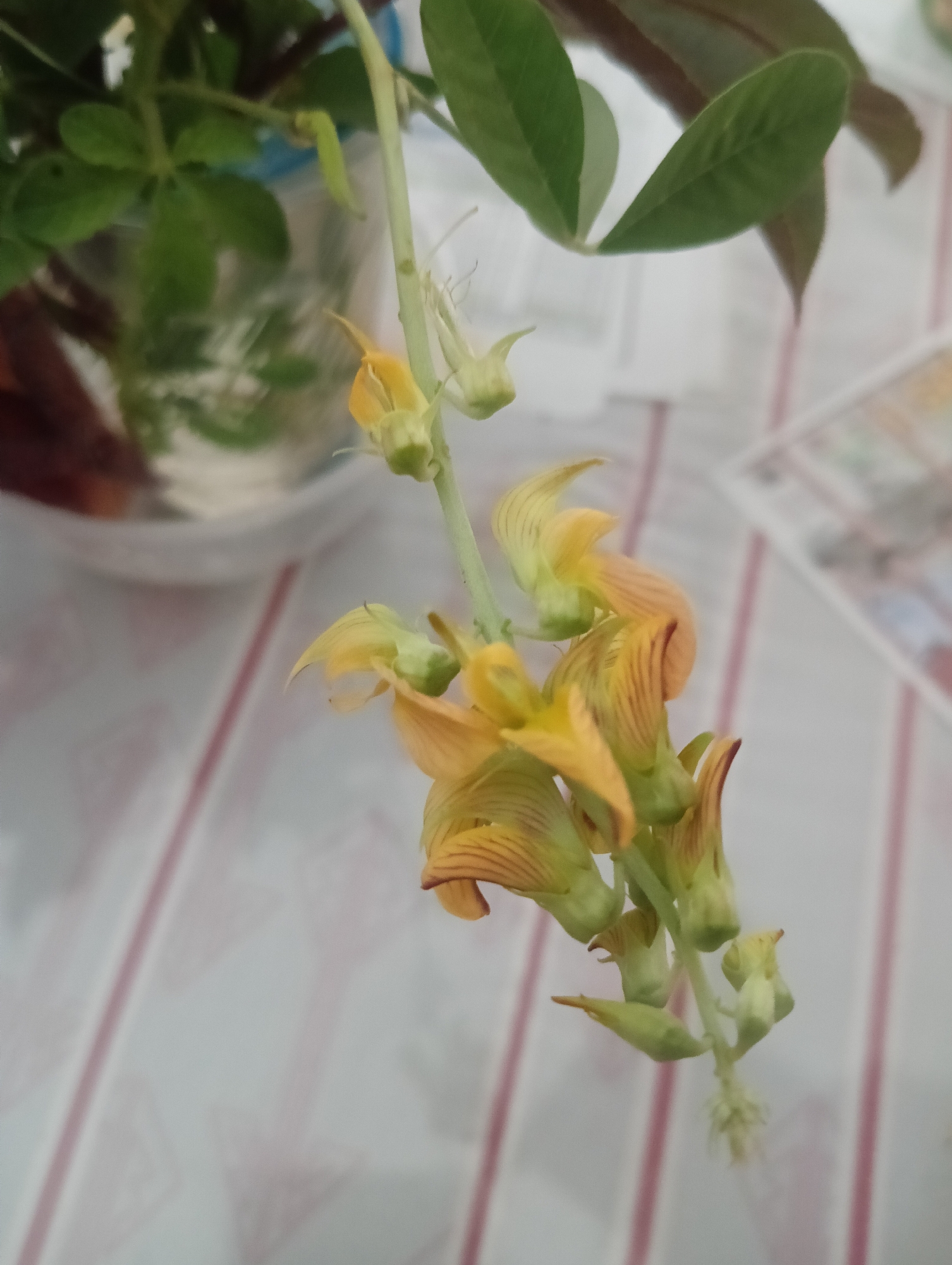 The image shows a close-up of a flowering plant with delicate yellow and green blossoms hanging from a stem. The flowers have a unique, somewhat tubular shape with thin, reddish-brown stripes on their petals. The background is softly blurred, but appears to be a surface with a pattern of pale pink and white stripes, possibly a tablecloth or wallpaper. To the left of the flowers, out of focus, are green leaves and hints of a clear plastic container, suggesting the plant might be in a pot or vase. The lighting is soft, highlighting the intricate details of the flowers. There is no indication of any specific location within Baratpayaitek, Indonesia, or any people or actions depicted.