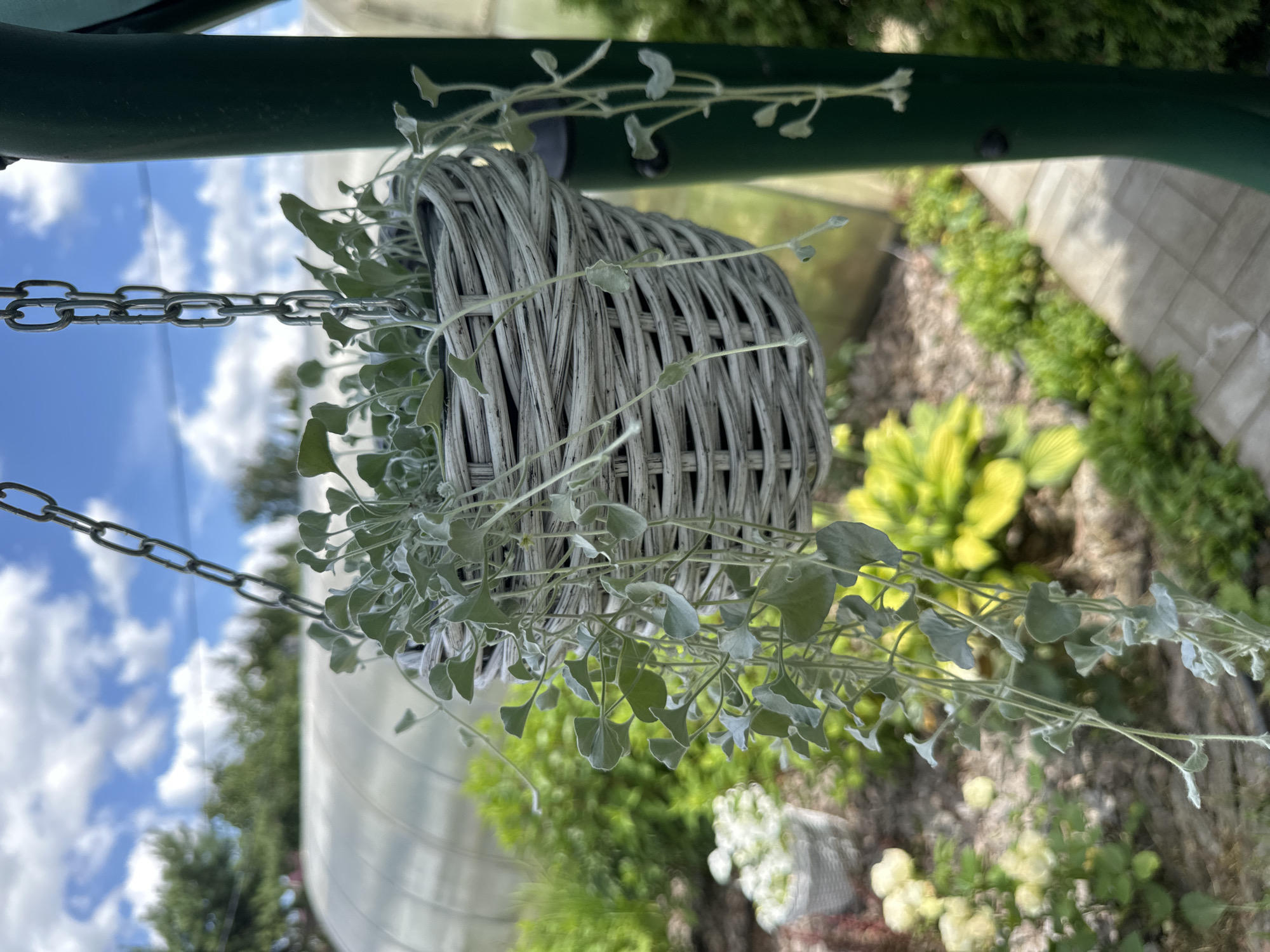 A gray, woven hanging basket filled with silver-green foliage is suspended by a metal chain. The plant's trailing stems hang down from the basket. In the background, a blurred greenhouse structure is visible, along with various green plants, some with yellow flowers, and a paved walkway. The scene is set outdoors under a partly cloudy blue sky. The image was taken in Konstantinovo, Russia.