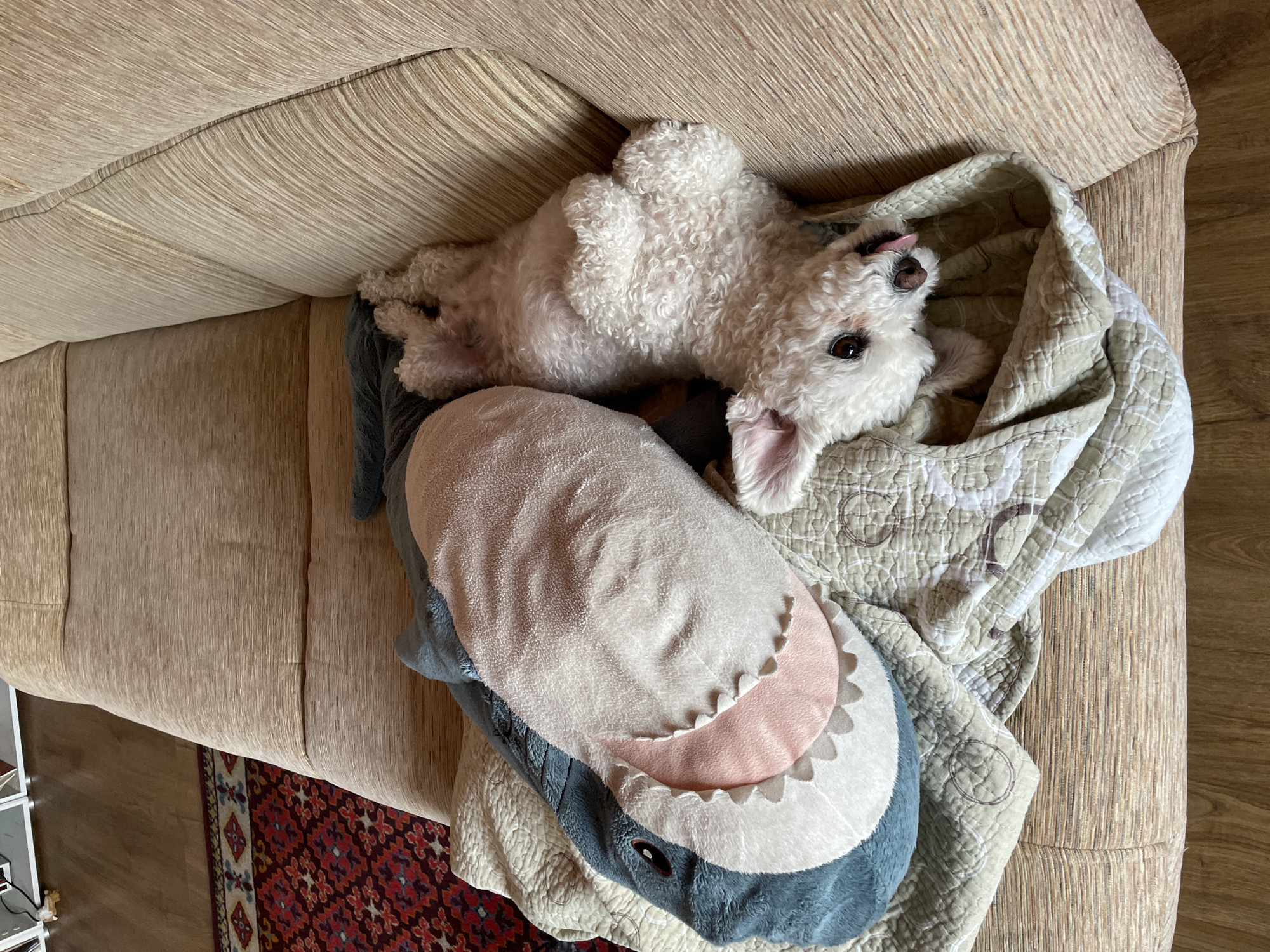 A white, fluffy dog is lying on its back on a beige couch, next to a large, plush shark toy and a beige and white patterned quilt. The dog's tongue is slightly sticking out. Part of a rug with a red and blue geometric pattern is visible in the bottom left corner. The image appears to be taken indoors, with a hardwood floor visible. The location in Yekaterinburg, Russia, cannot be determined from the visual data provided.