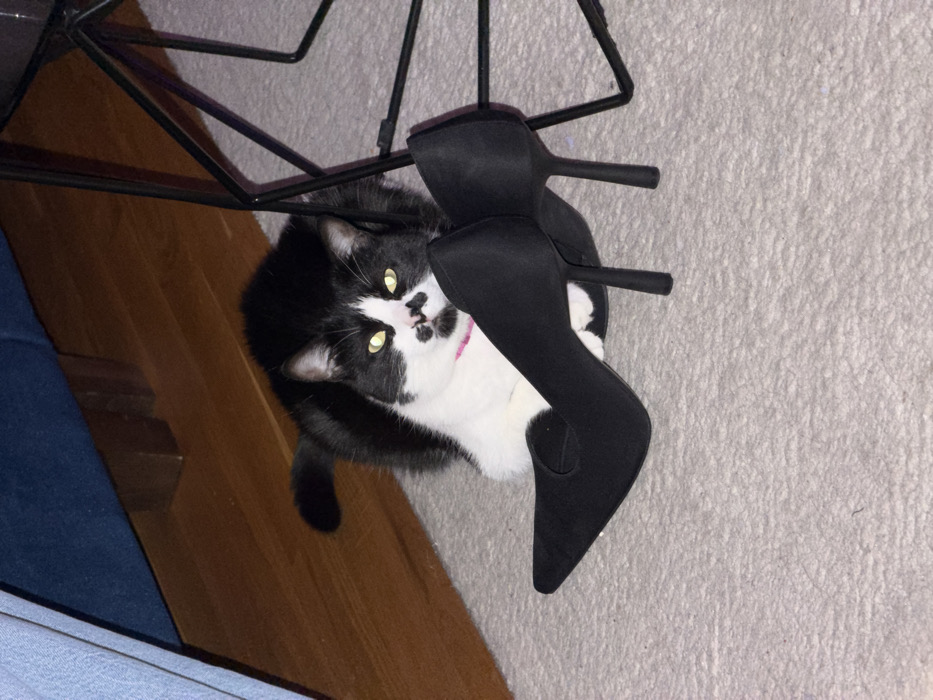 A black and white cat with yellow eyes peers out from under a black metal chair and black heels. The cat has a pink collar and spots of black on its nose. The cat is lying on a carpeted floor next to wood flooring and a blue sofa. The heels are on top of the cat. The chair is visible from the side and top.