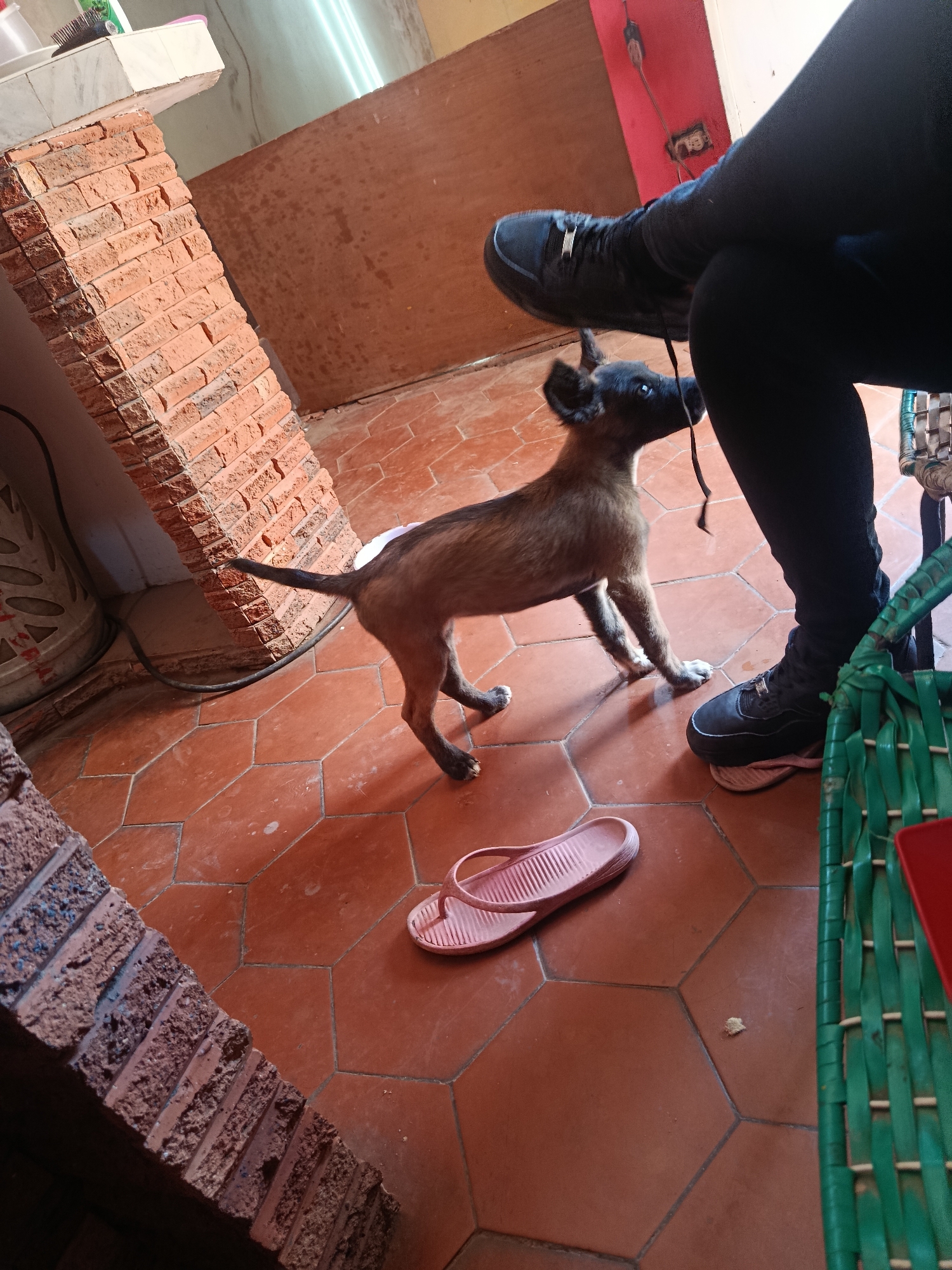 The scene is an indoor shot, possibly in a home, with reddish-brown hexagonal tiles forming the floor. A brick pillar stands to the left. A small, young dog is standing on the tiles, facing a person sitting to the right of the frame. The person is wearing dark pants and shoes. The dog appears to be playfully tugging on a cord or strap near the person's leg. A pink sandal lies on the floor near the dog. A green wicker chair is visible on the right edge. The wall is painted a muted color.
The presence of the dog and the informal setting suggest a domestic environment, possibly in Juan Griego, Venezuela.