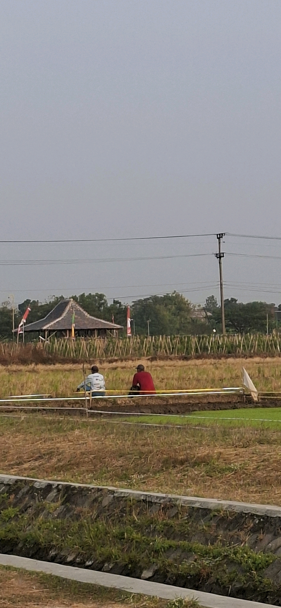 Two individuals are observed sitting in a rice paddy field. One person wears a light blue shirt and the other a red shirt. They are positioned on the ground, facing away from the camera, amidst dried stalks of rice. In the background, a traditional building with a thatched roof and pointed structure is visible, flanked by flags. Electrical poles and wires stretch across the sky. A concrete ditch is present in the foreground. The scene depicts an outdoor rural environment in Desa Ngesrep, Indonesia.