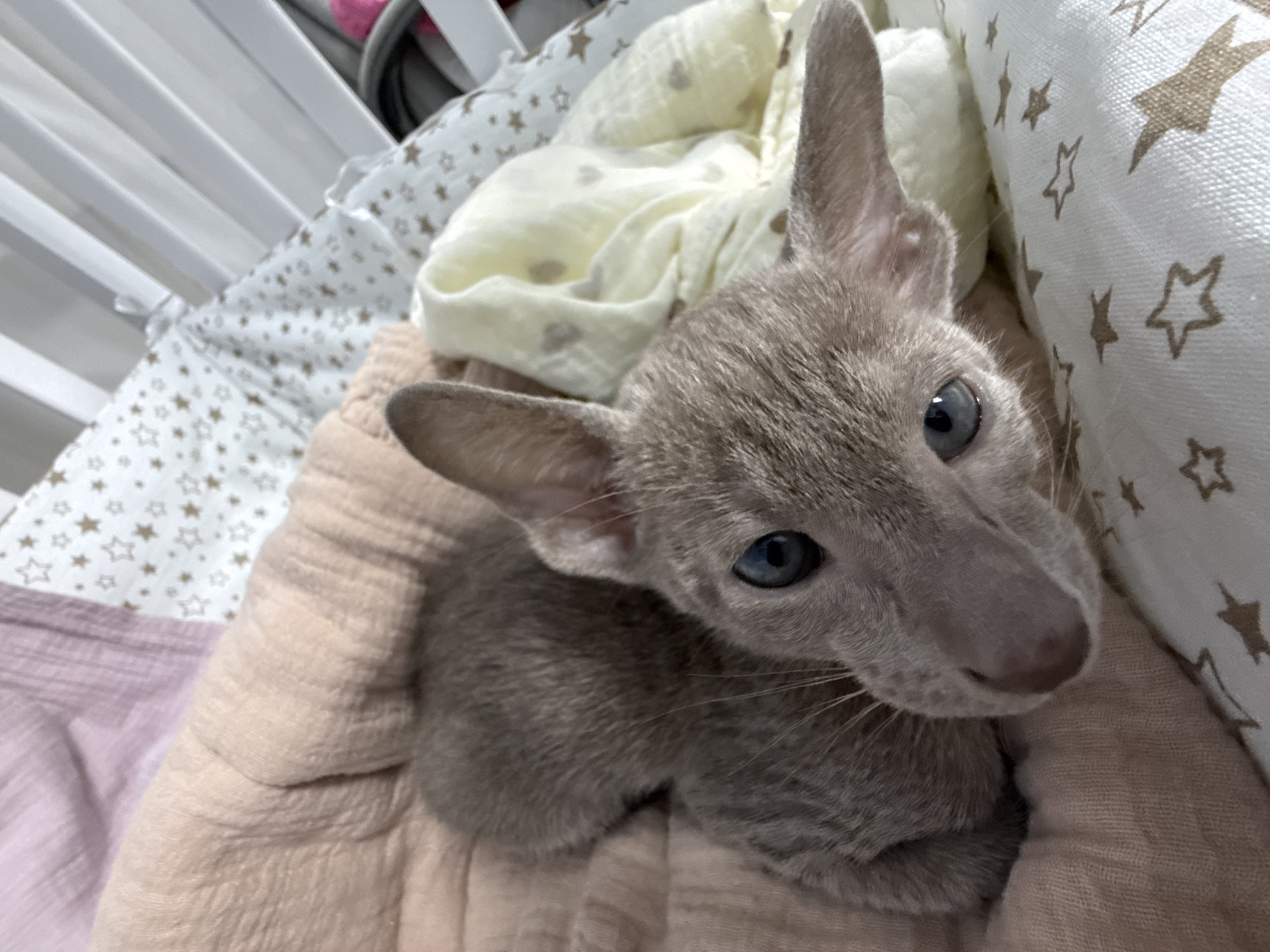 A young Siamese cat is lying on a soft, peach-colored blanket. The cat has large ears, blue eyes, and a grey coat. It is looking directly at the camera. The blanket is draped over what appears to be a crib with white slats and bedding with a star pattern. The lighting is soft and natural.