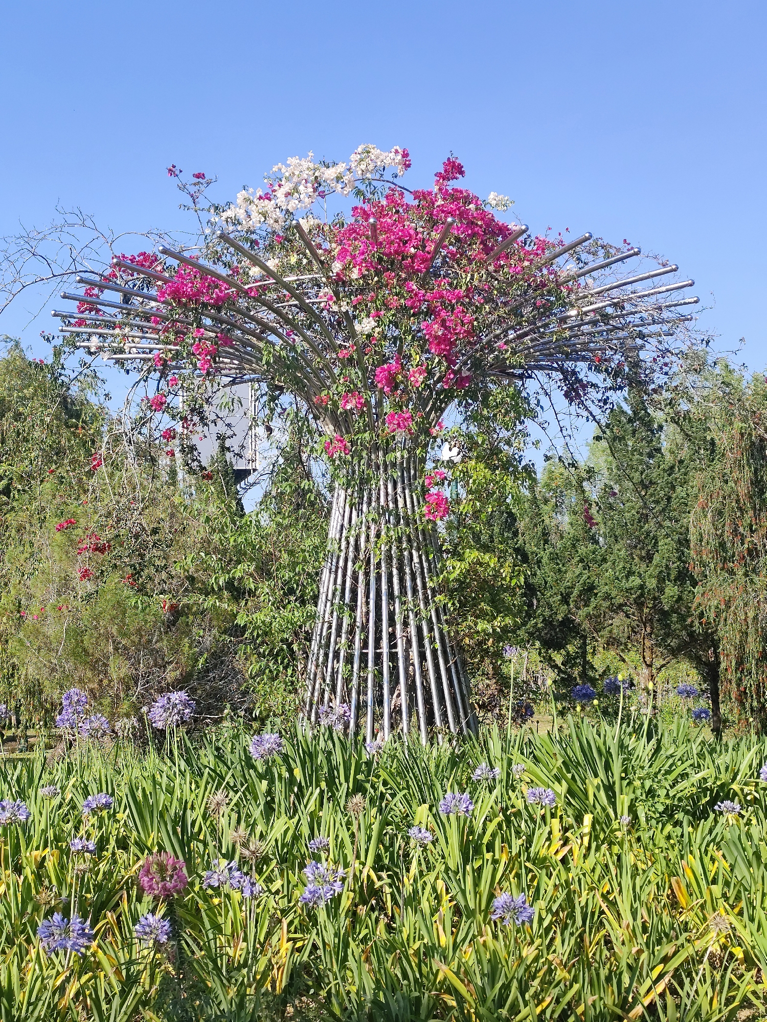 A vibrant scene unfolds under a clear, cloudless blue sky. The foreground showcases a lush array of green foliage dotted with clusters of purple and blue agapanthus flowers, their tall stems reaching skyward. At the center stands a metal tree-like structure, its base formed by vertically arranged metal rods that converge towards the top before splaying outwards to form branches. This structure is adorned with vibrant pink and white bougainvillea flowers, giving the impression of a metal tree in full bloom. The background is filled with various trees and greenery, providing a natural backdrop to the artificial tree. The scene is a well-maintained garden area, possibly in Da Lat, Vietnam.