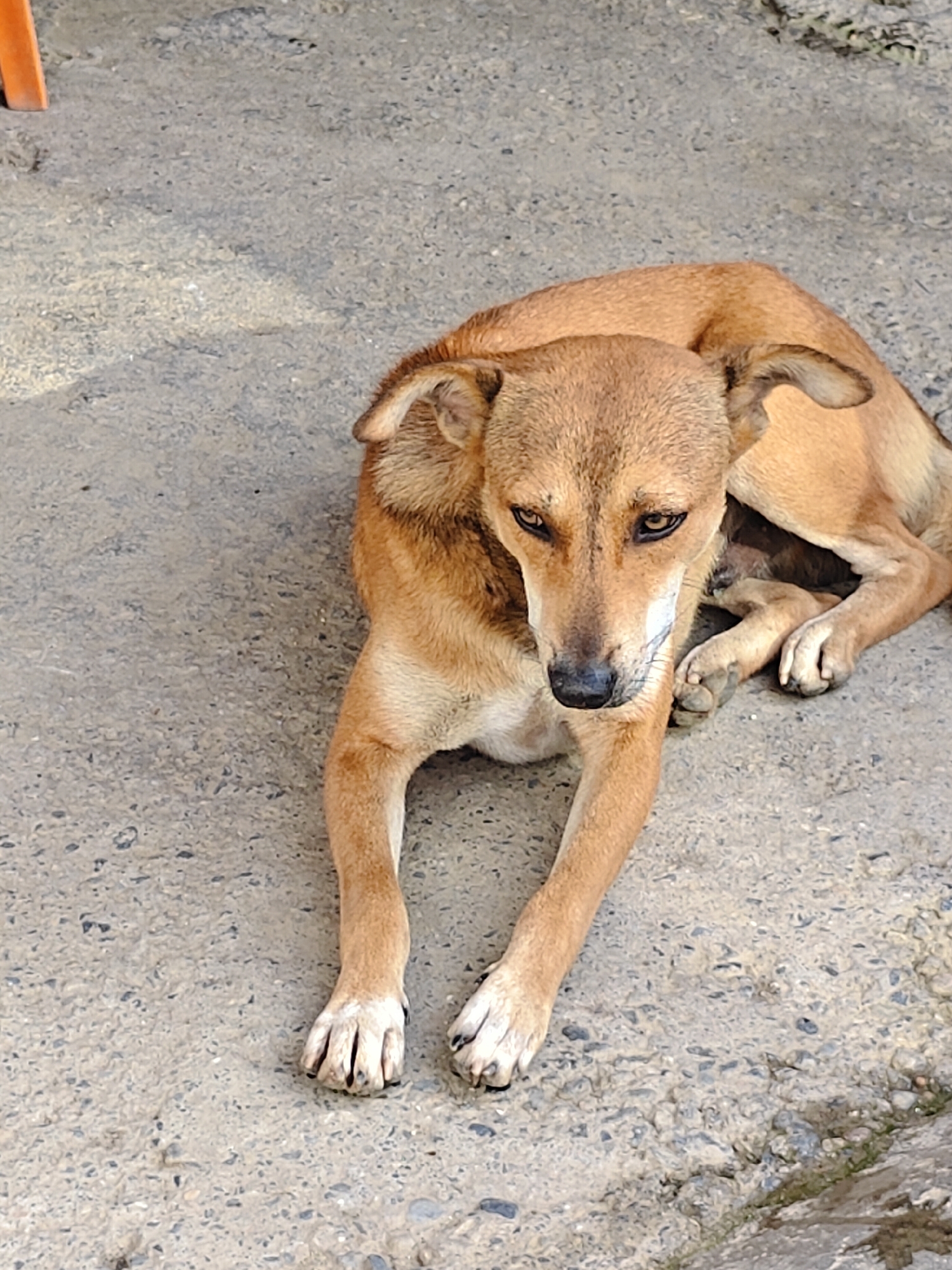 A medium-sized, light brown dog with dark eyes and a black nose lies on a textured concrete surface. The dog's head is turned slightly to its left, and its front paws are extended forward, with its hindquarters tucked beneath it. The concrete surface appears worn and speckled with small stones. To the upper left of the frame, a portion of an orange-colored object, possibly a piece of furniture or a structural element, is visible. The lighting suggests an outdoor environment, with shadows indicating sunlight. This scene is located in Tharpu, Nepal.