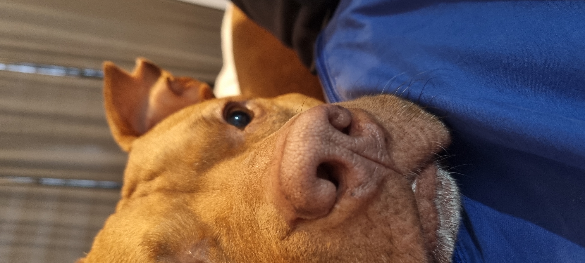 The image offers an extreme close-up, low-angle view of a dog's head, dominated by its snout and one eye. The dog has short, reddish-brown fur, suggesting a medium to large breed like a Pit Bull or similar. Its large, pinkish-brown nose, textured with small bumps, is prominent in the foreground, with visible nostrils and whiskers.
One dark, intelligent eye is visible, looking upwards and slightly to the left, reflecting a small point of light. The dog's upright, triangular ears are partially seen in the upper left. A slight presence of lighter, possibly graying, fur can be observed around the dog's chin or jowl, hinting at its age.
The dog's head appears to be resting against or adjacent to a royal blue fabric, which occupies the right side of the frame and extends behind its head. This fabric is soft and exhibits gentle folds and creases, resembling clothing (such as a shirt or jacket) or a blanket. The background, largely out of focus, displays soft horizontal lines, possibly indicating blinds, slats, or a paneled wall in an indoor setting. The lighting is soft and diffuse, highlighting the dog's features without strong shadows. The overall scene conveys an intimate moment of calm or affectionate interaction. No text is visible in the image.