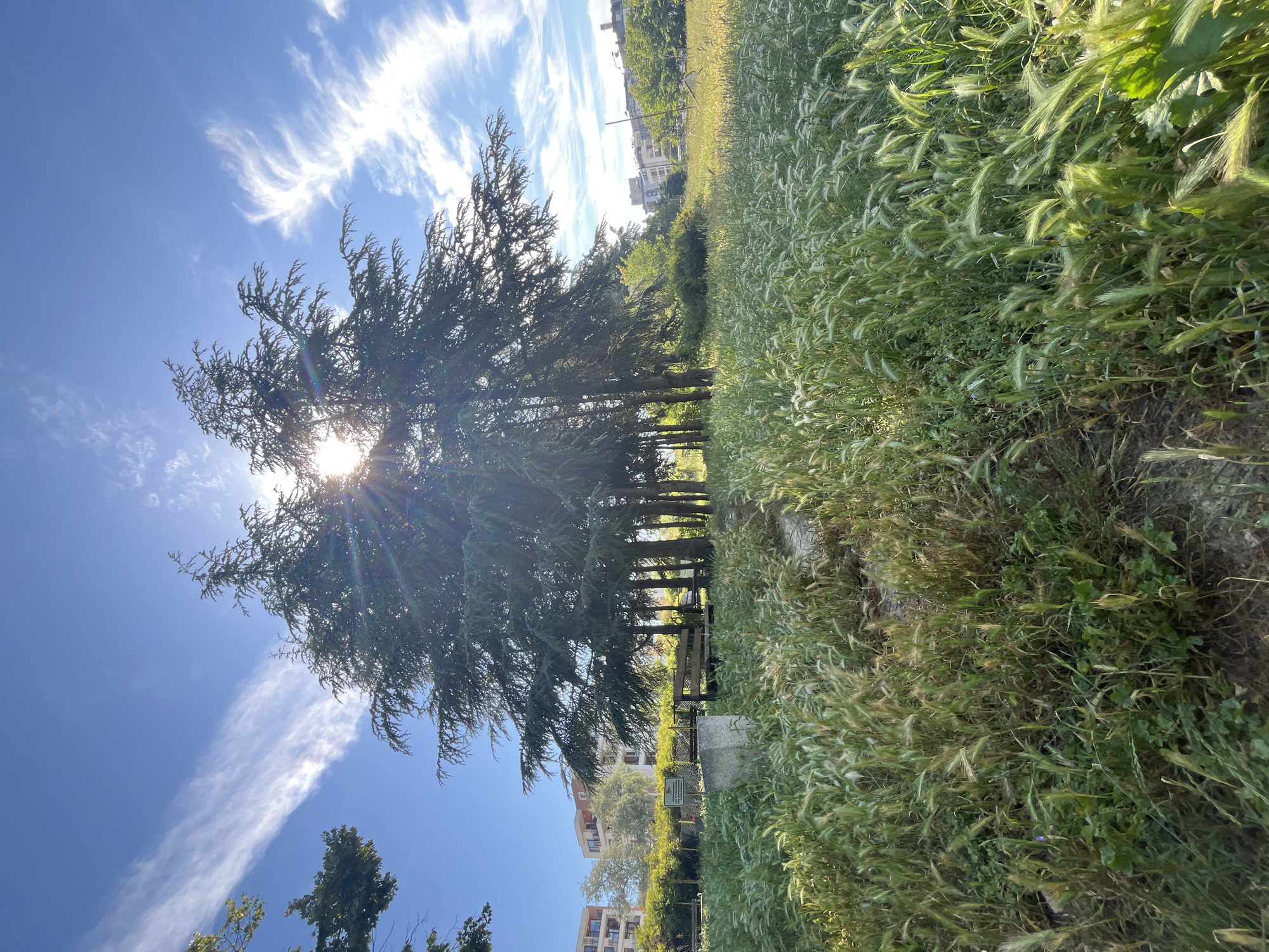This is a low-angle, eye-level, full outdoor shot of a park area in Varna, Bulgaria, bathed in bright sunlight under a blue sky with wispy white clouds. The foreground is dominated by tall, green grass with feathery seed heads, suggesting a late spring or early summer season. A narrow, dirt path meanders through the grass, leading towards a cluster of tall, mature evergreen trees, possibly cedar or pine, that dominate the mid-ground. The sun is positioned behind these trees, creating a lens flare effect and casting dappled shadows.
To the left of the trees, a rustic wooden bench is visible, accompanied by a concrete block and a sign. Further in the background, beyond the trees, are several multi-story residential buildings with light-colored facades and visible windows. Greenery, including smaller trees and bushes, is interspersed between the buildings and the park. The overall atmosphere is serene and natural, with a touch of urban encroachment from the distant buildings.