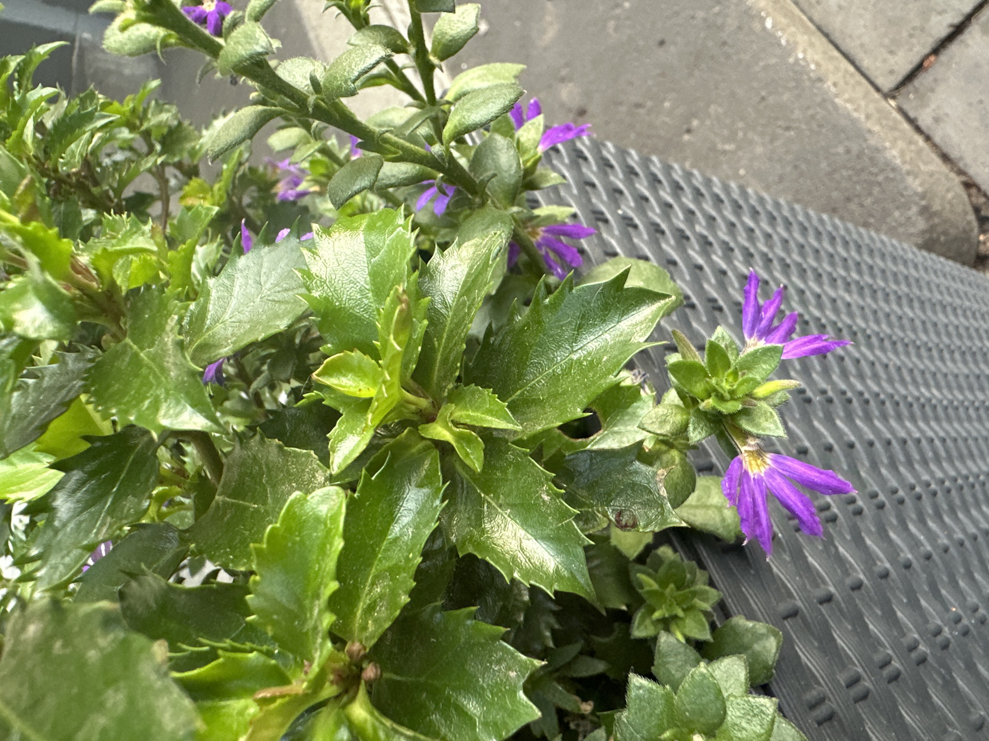 The image shows a close-up view of a planter filled with green leafy plants and small purple flowers. The planter is made of dark gray woven material and is placed outdoors on a paved surface. The focus is on the foliage and a few blooms. The scene appears to be a garden or patio area. There are no people or animals visible in the image. The lighting suggests it is daytime with natural sunlight. The location is in Krefeld, Germany.