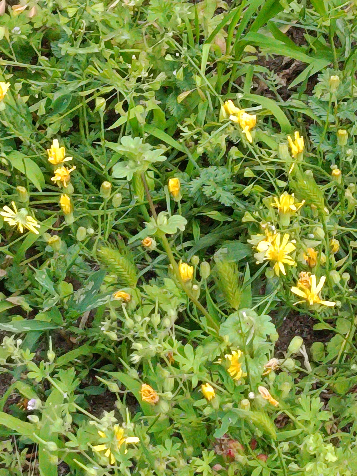 The image is a close-up, high-angle shot of a patch of green grass and yellow wildflowers. The flowers are small and delicate with multiple petals. Some are in full bloom, while others are still buds. The grass is varied, with some long blades and others shorter, interspersed with smaller green leaves. The ground is visible in patches, appearing to be dark soil or mulch. The scene is consistent with a natural area within a city, such as a park or a vacant lot. The image was captured on August 1, 2023, and the metadata does not provide specific location information within Kyiv, Ukraine.