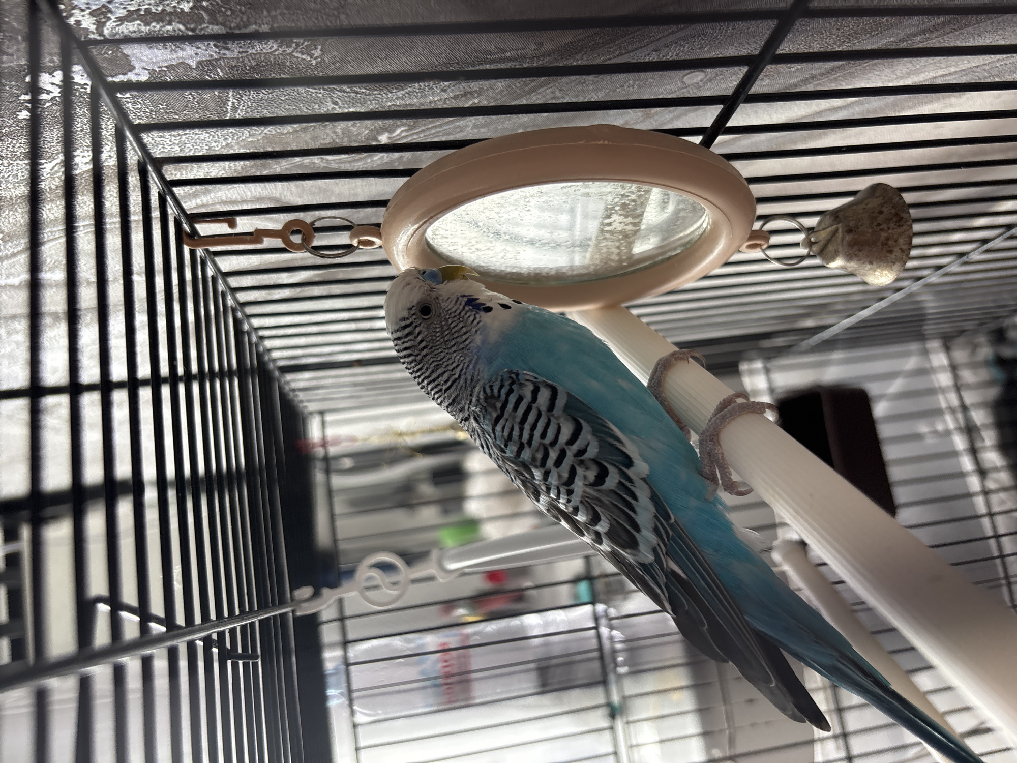 A blue and black budgerigar is perched on a white, cylindrical perch inside a black birdcage. The budgerigar is touching its beak to a round mirror hanging above the perch. A small metal bell hangs next to the mirror. The cage is located inside a building, the ceiling visible above. The exact location within the city of Chaikovsky, Russia cannot be determined from the image.