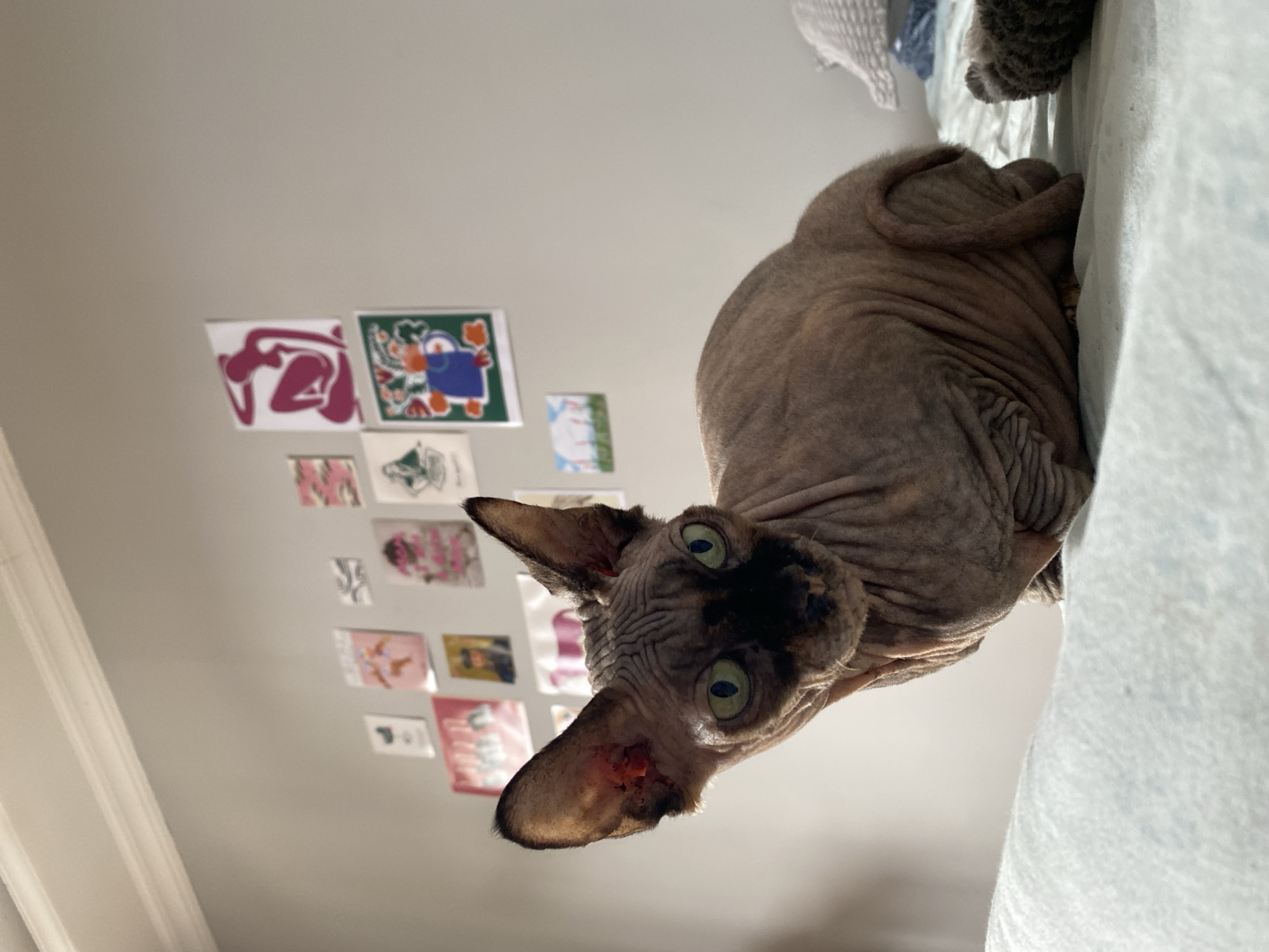 A bald cat with green eyes and pinkish ears sits on a light blue blanket on a bed. The cat is facing the camera and its body is curled up. In the background, a light grey wall is decorated with several colorful prints. The prints are of various sizes and styles, including abstract figures and floral designs. The room appears to be a bedroom, with a headboard visible at the top of the image. No specific location in Batumi, Georgia is indicated.