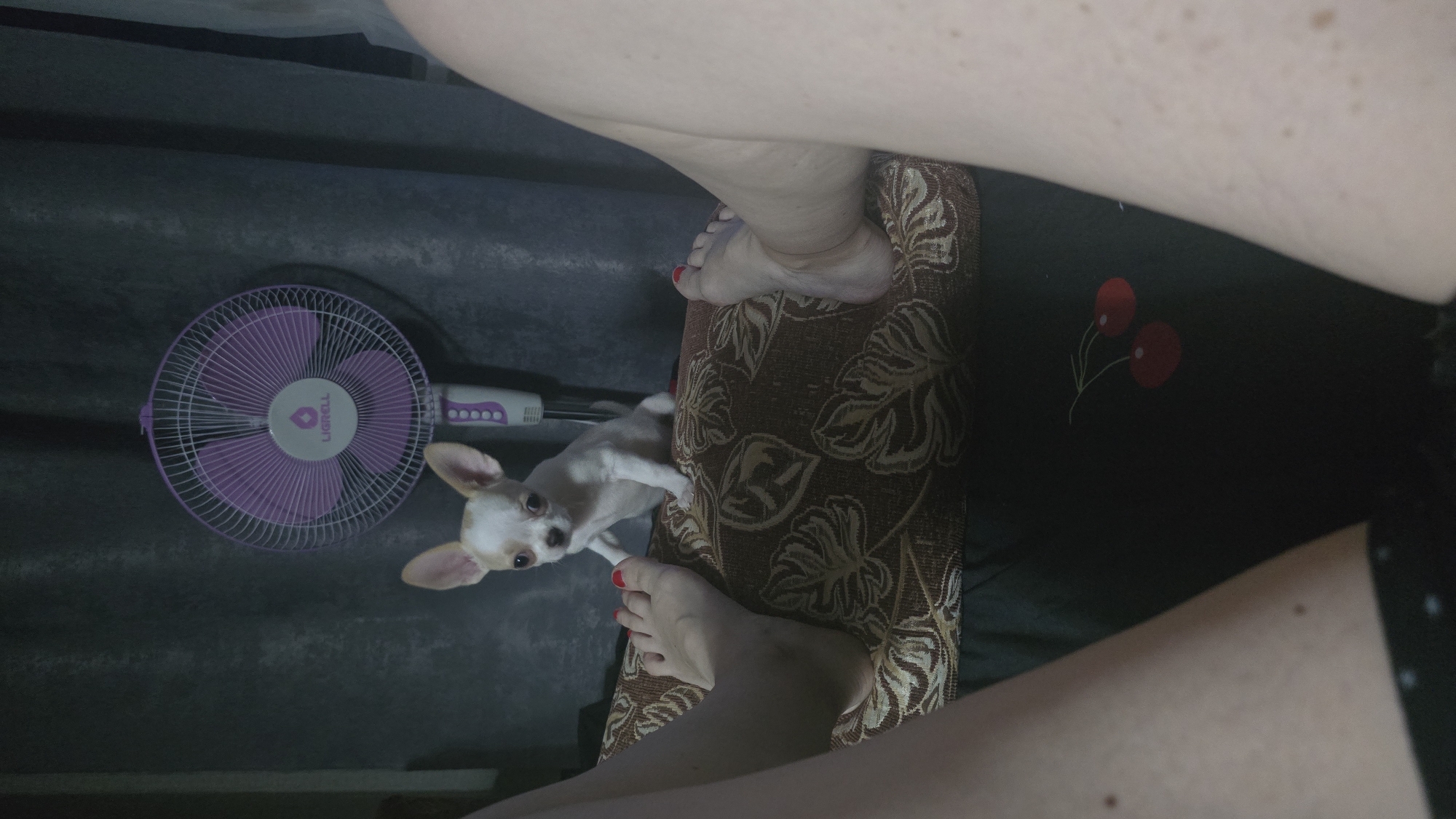 The image depicts a Chihuahua puppy standing on a patterned cushion between two pairs of human legs. The puppy is white with tan markings and large ears, looking directly at the camera. One person's feet, with red nail polish, are visible on the left side of the frame, close to the puppy. Another person's feet, also with red nail polish, are visible on the right side, further away. Behind the puppy and the cushion, a purple oscillating fan with the brand "Ligrell" is partially visible against a dark, textured curtain. The lighting appears dim, suggesting an indoor setting, possibly a bedroom or living room. The scene is devoid of any explicit indications of Krasnodar, Russia, or any specific urban location.