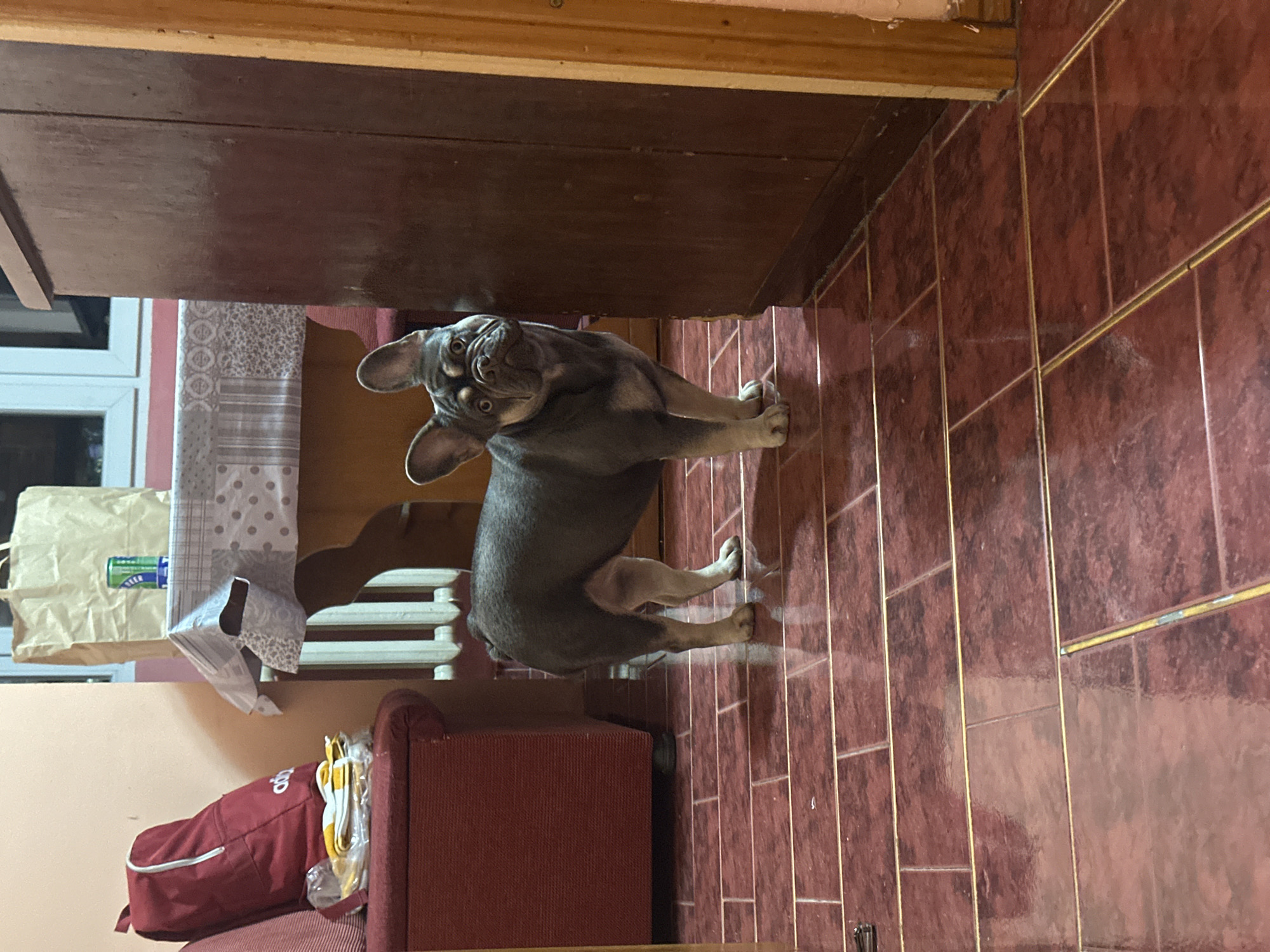 An interior scene in Unknown, Unknown, shows a blue fawn French Bulldog standing in the center-right of the frame on a reflective reddish-brown tiled floor, segmented by golden strips and darker grout lines. The dog faces the viewer, its head tilted slightly. To its immediate right is a dark brown wooden cabinet. On the left side of the frame, a red upholstered bench or sofa holds a red Adidas backpack and a clear plastic bag containing folded yellow and white textiles. In the background, a light peach-colored wall is visible. A wooden table, draped with a patterned white and grey tablecloth, holds a light brown paper bag and a green and white beverage can. Below the table, a white radiator is present. A white-framed window is visible in the upper background, showing a dark exterior. A light wooden door frame is partially visible on the far right of the image.