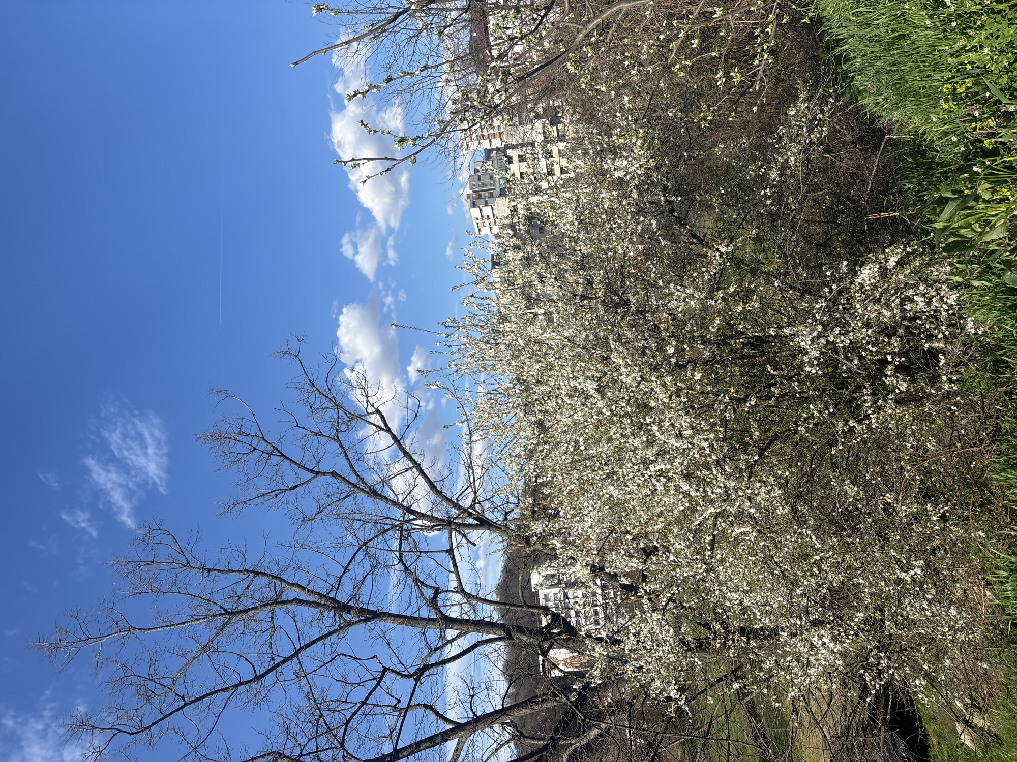 The image captures a vibrant spring scene in Zlatograd, Bulgaria. A cloud-dotted blue sky provides the backdrop for a large tree in full bloom, its white flowers densely covering its branches. Adjacent to it is a bare tree, its skeletal branches reaching towards the sky. In the background, a residential building is partially visible behind the trees. Lush green vegetation borders the right side of the frame.