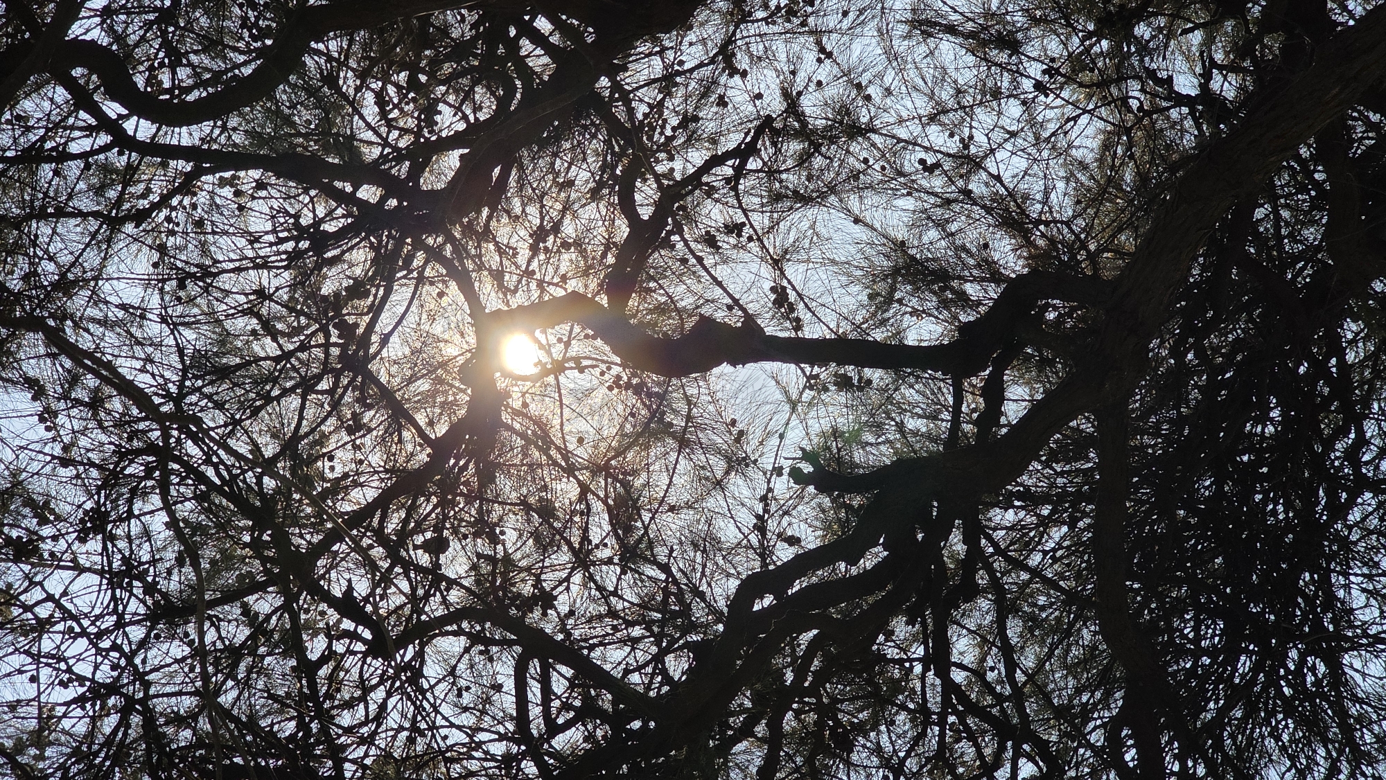 The photograph captures a low-angle view through the dense branches of a tree against a pale sky. The sun is visible through the branches, creating a bright, starburst effect. The branches are dark and intricate, forming a complex network against the light sky. The tree has small cones or seed pods scattered throughout its foliage. The location is likely Nha Trang, Vietnam, although there are no direct indicators of the city itself. The scene depicts a natural environment with a focus on the interplay of light and shadow within the tree canopy.