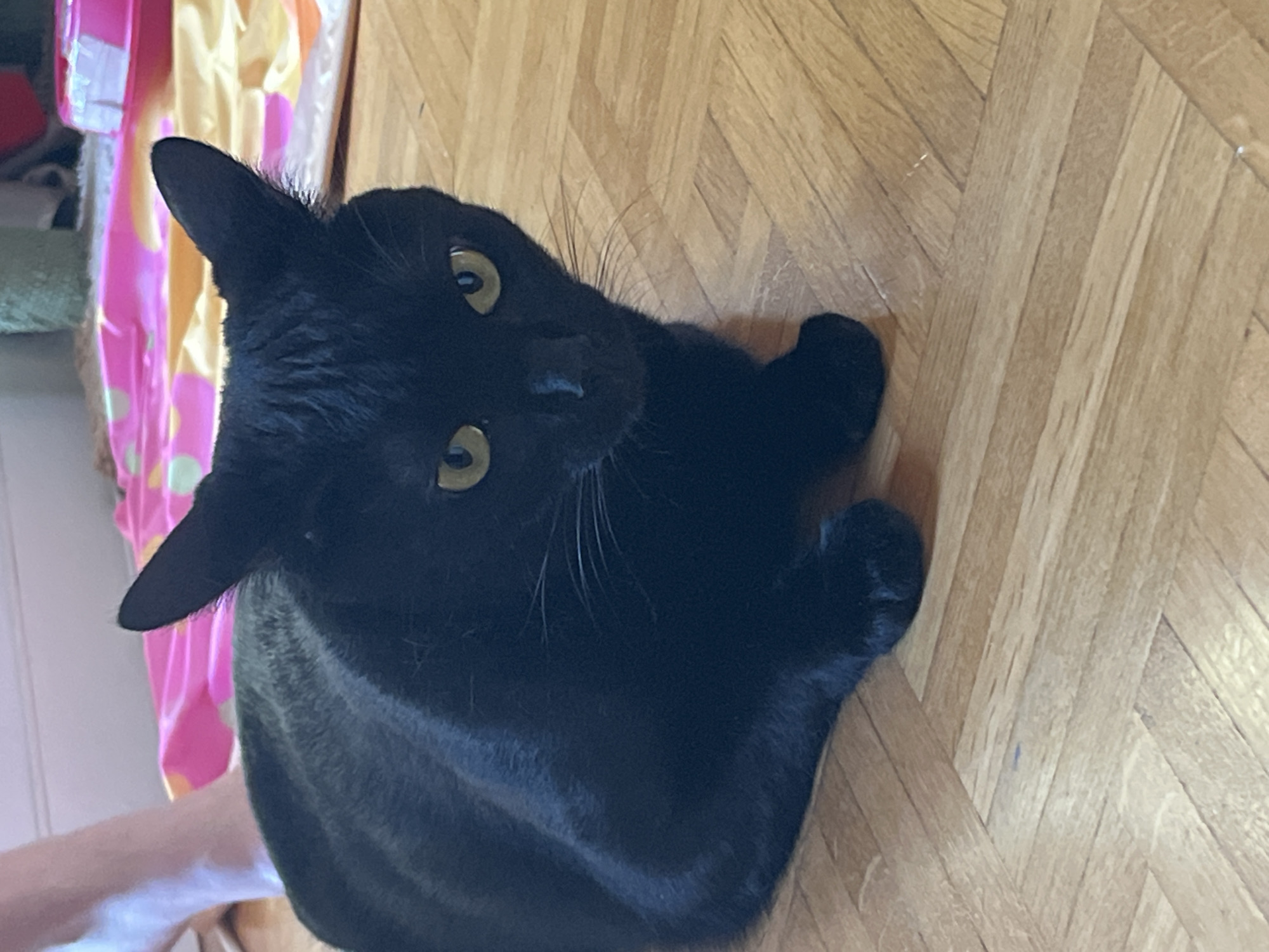 A black cat is lying on a wooden floor, looking directly at the camera. The cat has bright yellow eyes and long white whiskers. In the background, a colorful blanket with pink and yellow patterns is visible, along with a pink pet toy and a person's leg. The scene appears to be indoors.