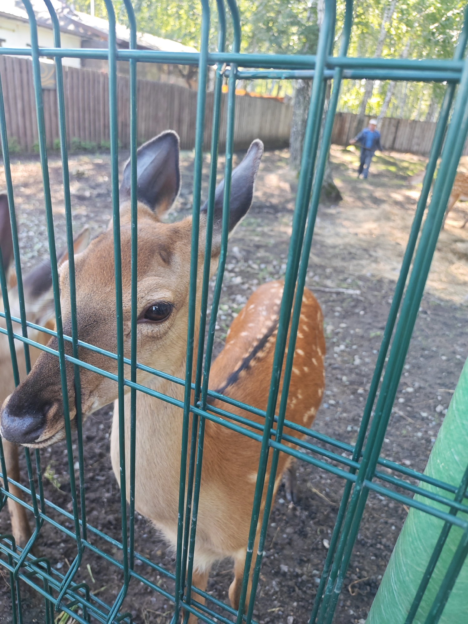 In the city of Mokhovichki, Russia, a young deer is observed behind a green metal fence. The deer, with brown fur and white spots on its back, is facing left, with its head and part of its body visible through the fence. Its large, dark eye is clearly visible. In the background, a person wearing a blue jacket and dark pants is walking away from the camera, further into a wooded area with trees. The ground appears to be dirt and gravel, with some dry grass. The overall scene suggests an outdoor enclosure, possibly a wildlife park or sanctuary.