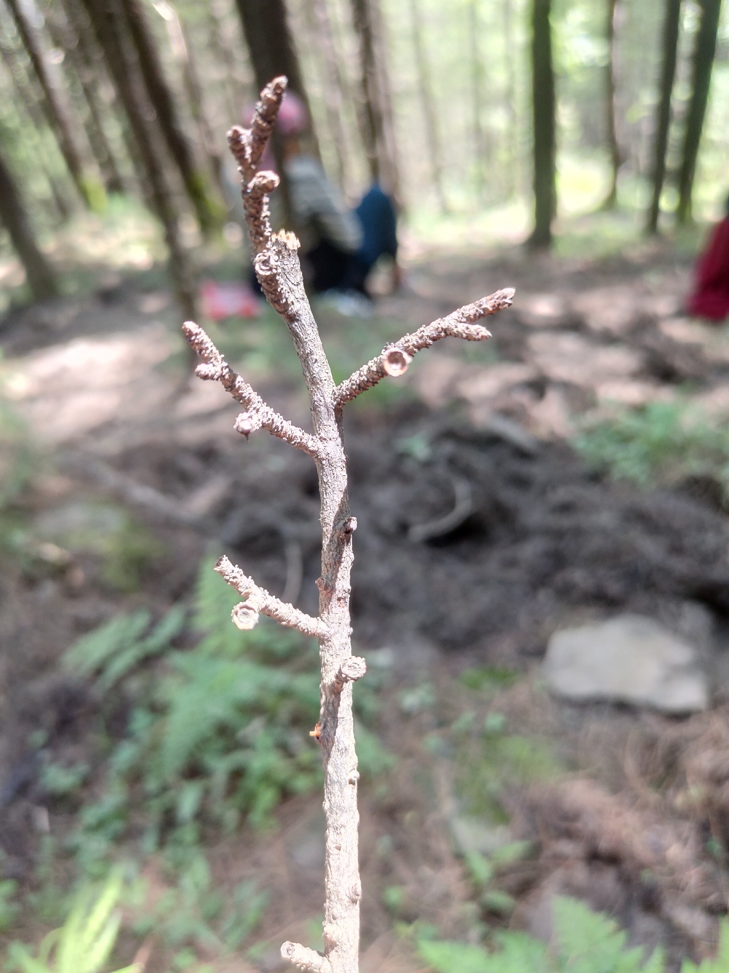 The image is a close-up shot of a dry, thin twig with small buds or remnants of leaves. The twig is positioned vertically in the foreground, slightly off-center to the right. The background is blurred, suggesting a forest environment with trees. In the mid-ground, several blurred figures can be seen, appearing to be people sitting or crouching. One figure on the left is wearing a dark blue garment, and another on the far right is wearing a dark red garment. The ground is covered with dirt, leaves, and some green foliage, indicating an outdoor, natural setting. There are no visible signs of a city environment.