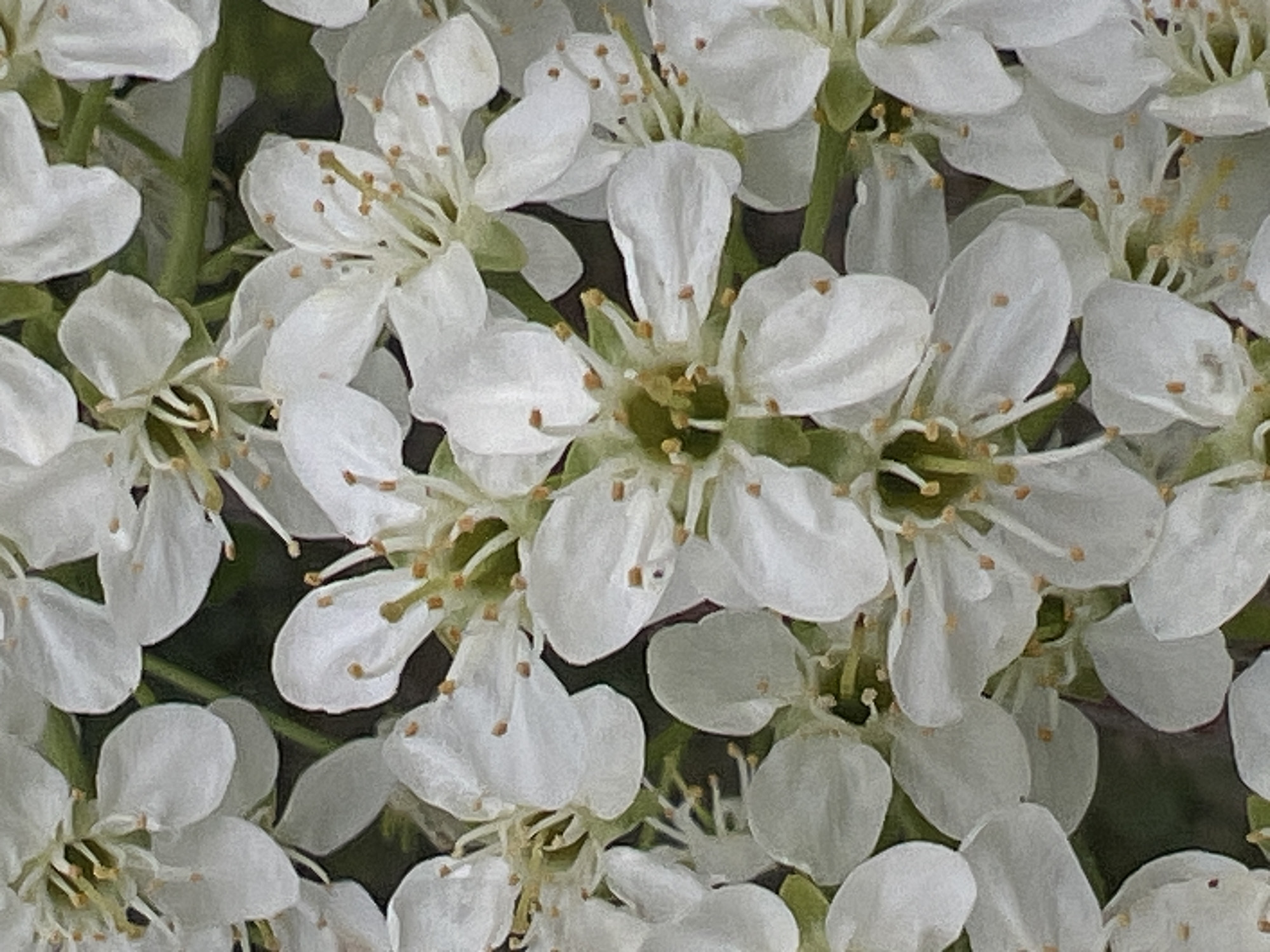 Close-up view of white blossoms. The image contains numerous flowers with five white petals each, arranged in a dense cluster. The centers of the flowers display visible stamens with yellow tips. The background is slightly blurred, suggesting a shallow depth of field and focusing attention on the blooms. The environment appears to be natural with green foliage present among the flowers. The city location is not discernible from the image alone.