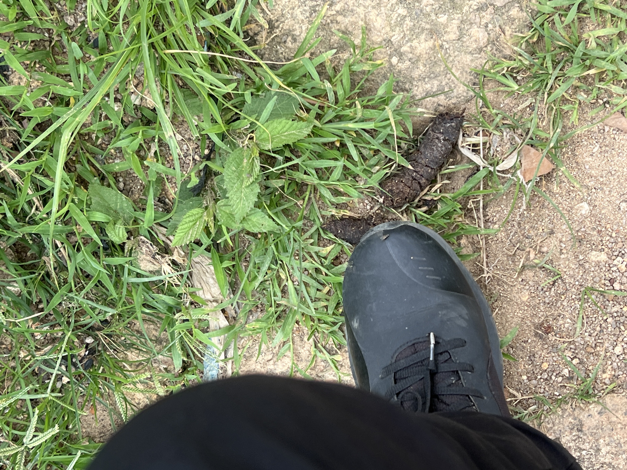 A close-up, eye-level shot shows a black shoe, with white laces and silver eyelets, stepping on the ground next to a small pile of dark brown excrement. The shoe is on the left side of the frame, and the excrement is positioned centrally. The ground is a mixture of soil, small pebbles, and sparse green grass. The background consists of more grass and some dried leaves. The scene appears to be outdoors, possibly in a park or a grassy area within the city of Jos, Nigeria. There are no people or other significant objects visible. The lighting suggests it is daytime.