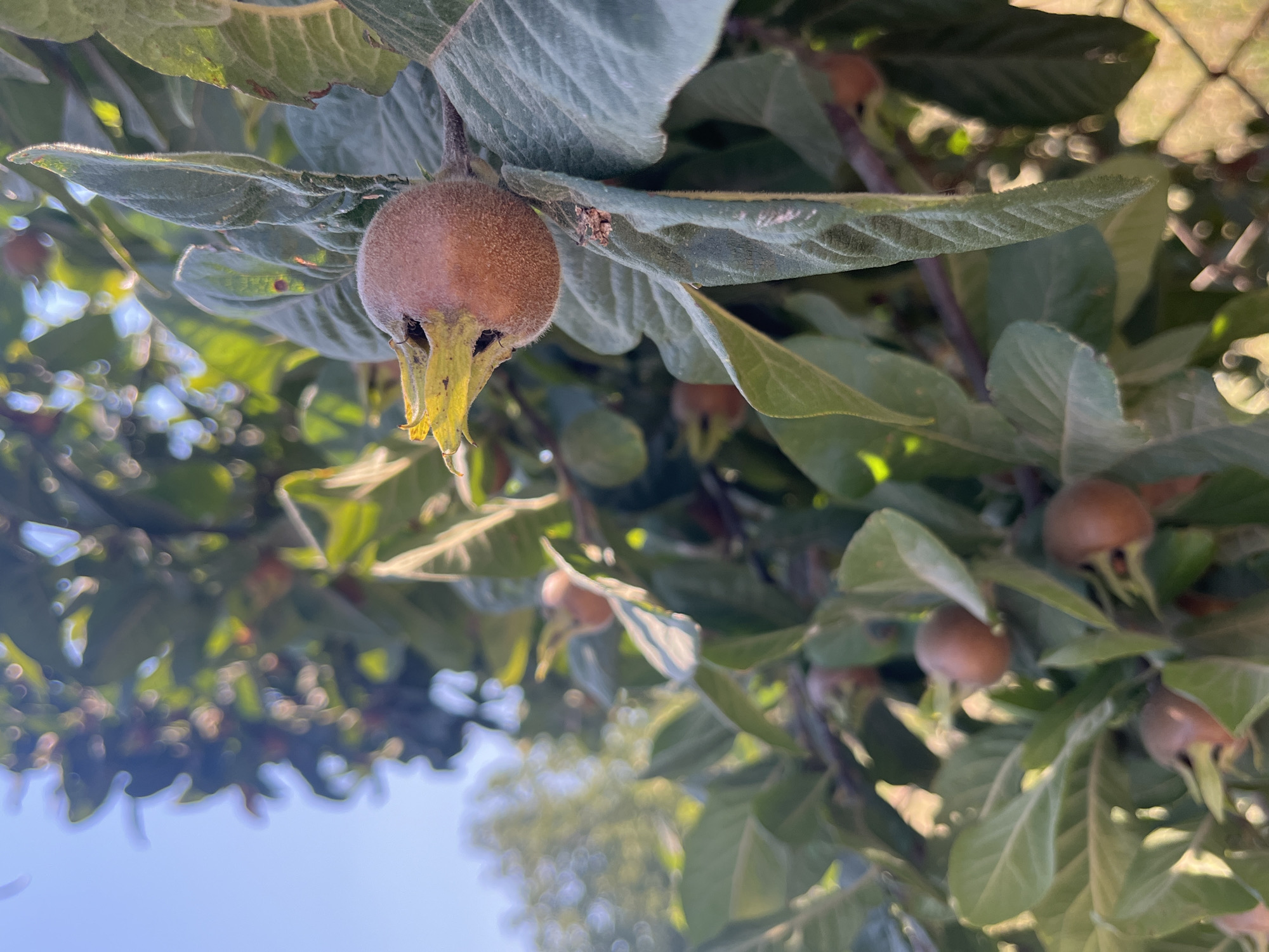 An outdoor, close-up, eye-level, vertical shot shows a meadlar fruit hanging from a tree branch. The fruit is round, fuzzy, and brown with five visible sepals at the blossom end. The tree's leaves are large, oval-shaped, and a deep green color with visible veins. Some leaves are slightly fuzzy as well. The background is blurred and shows more of the tree, other meadlar fruits, and a bright blue sky. The scene is illuminated by natural sunlight, casting shadows and creating highlights on the leaves and fruit. The image was captured in Targovishte, Bulgaria.