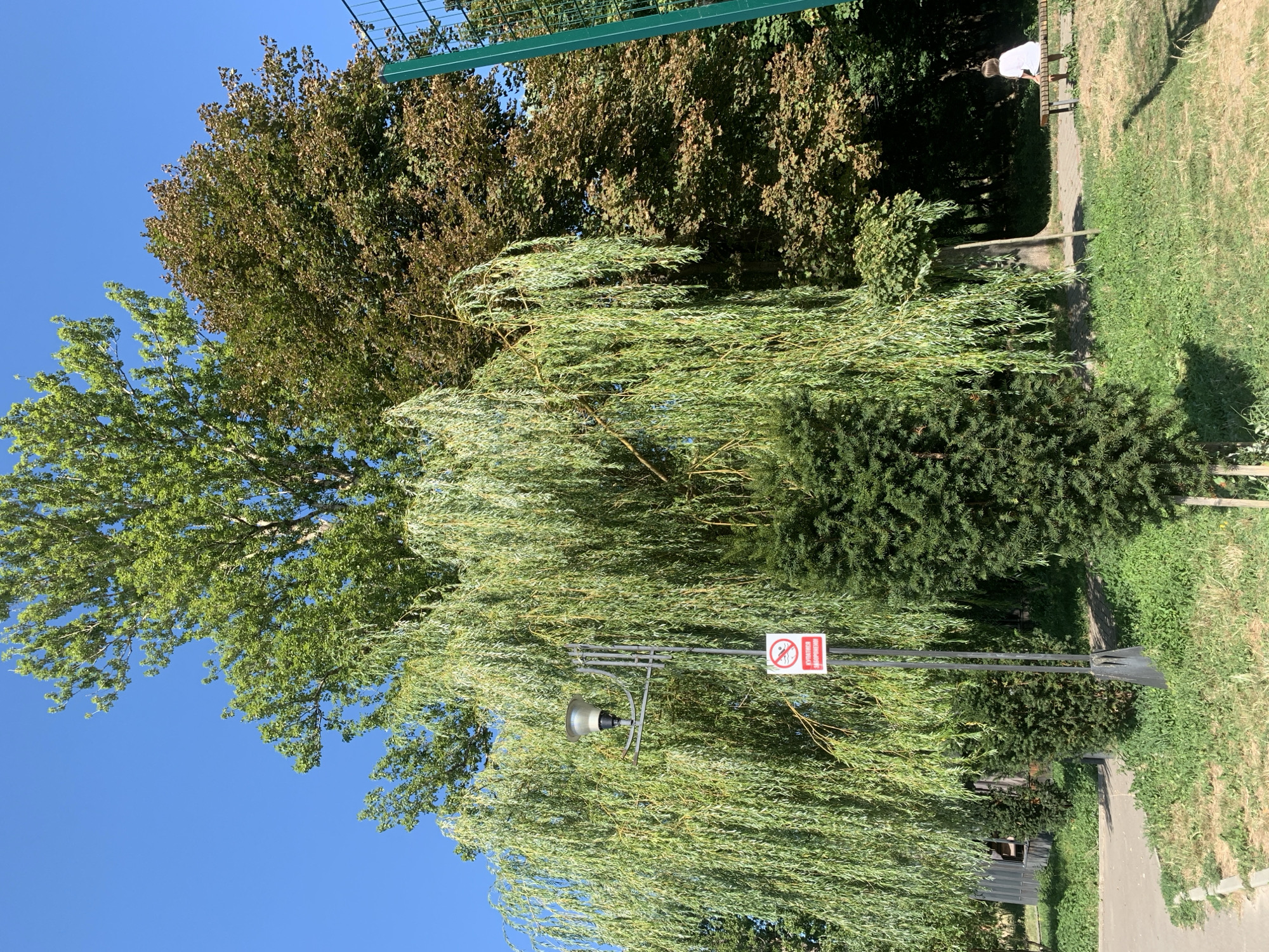 In a park in Kolomyia, Ukraine, a large weeping willow tree dominates the scene, its long, flowing branches creating a curtain of green. Behind it, a mature deciduous tree with reddish-brown leaves stands tall, contrasting with the willow's vibrant foliage. A tall, slender evergreen tree is planted in front of the willow, adding a touch of dark green to the composition. A lamppost stands to the left of the willow, its metallic structure visible through the leaves. A red and white sign with a crossed-out cigarette is attached to the lamppost, indicating a no-smoking zone. In the background, a green fence is visible on the right side of the image. To the far right, a person wearing a white shirt and shorts is sitting on a park bench, facing away from the camera. The ground is covered in grass and a paved walkway. The sky is a clear, bright blue.