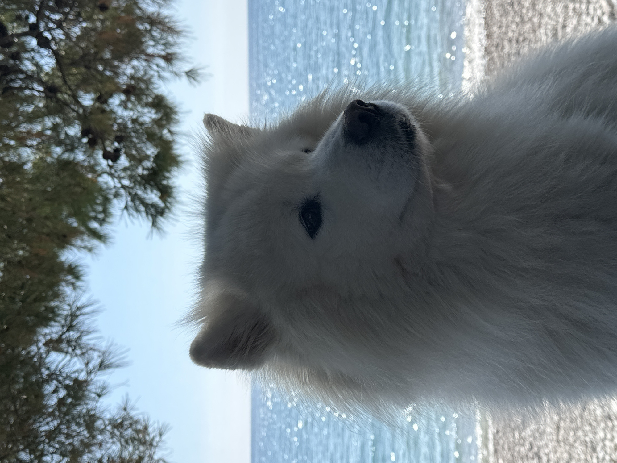A close-up, low-angle shot shows a white Samoyed dog. The dog's head and upper body fill the right side of the frame. The dog is looking upward and slightly to the left. The background features out-of-focus tree branches to the left and sparkling blue water in the upper center and right. The location is Šušanj, Montenegro, evidenced by the tree type and coastal environment.