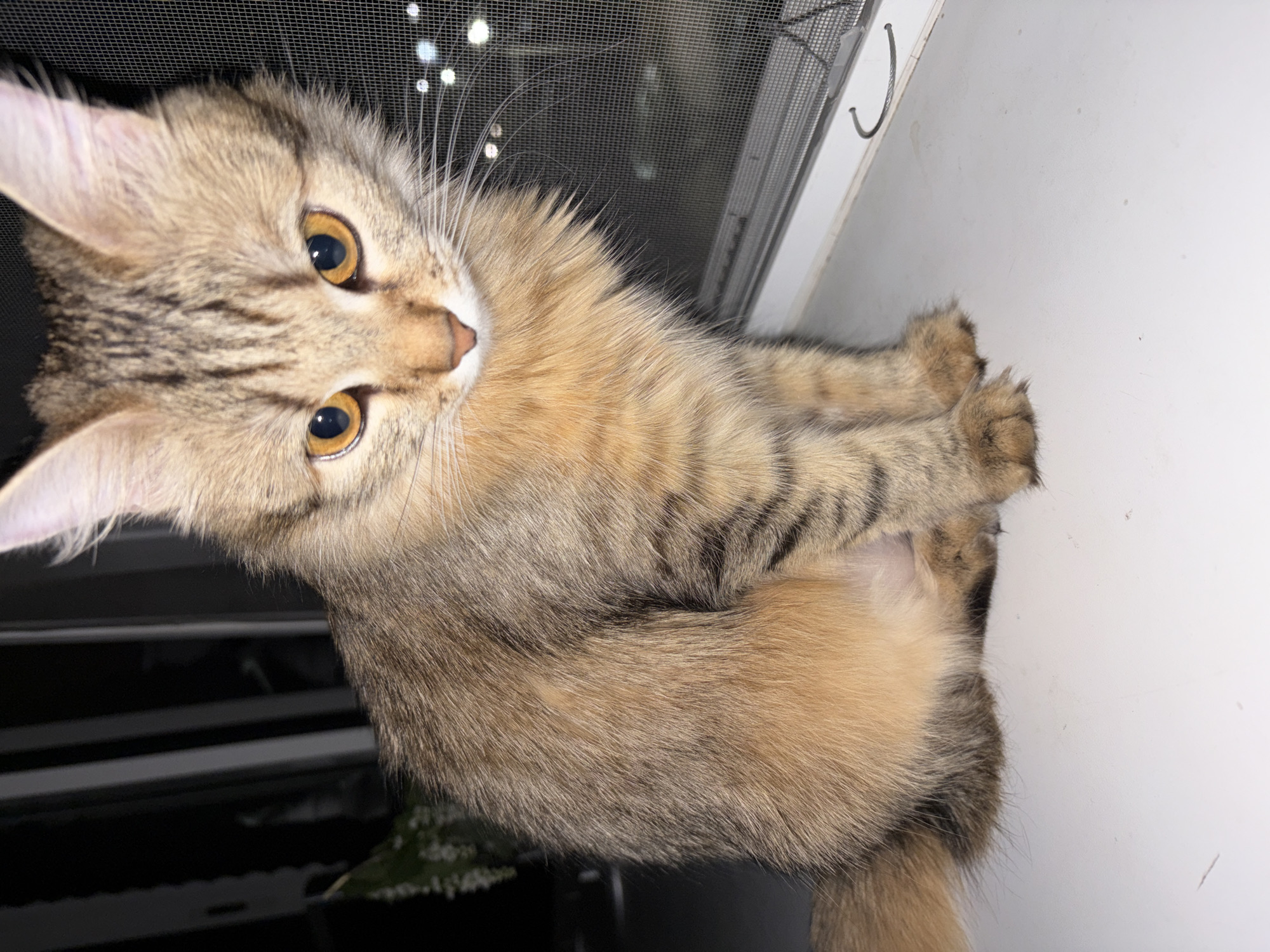 A fluffy, brown tabby cat with golden eyes sits near a window covered by a screen. The cat is positioned in the lower-left portion of the image, facing upward towards the upper-left. The window has a white frame and a dark screen. The setting is indoors, though the city of Chaikovsky, Russia, cannot be confirmed based solely on the image.