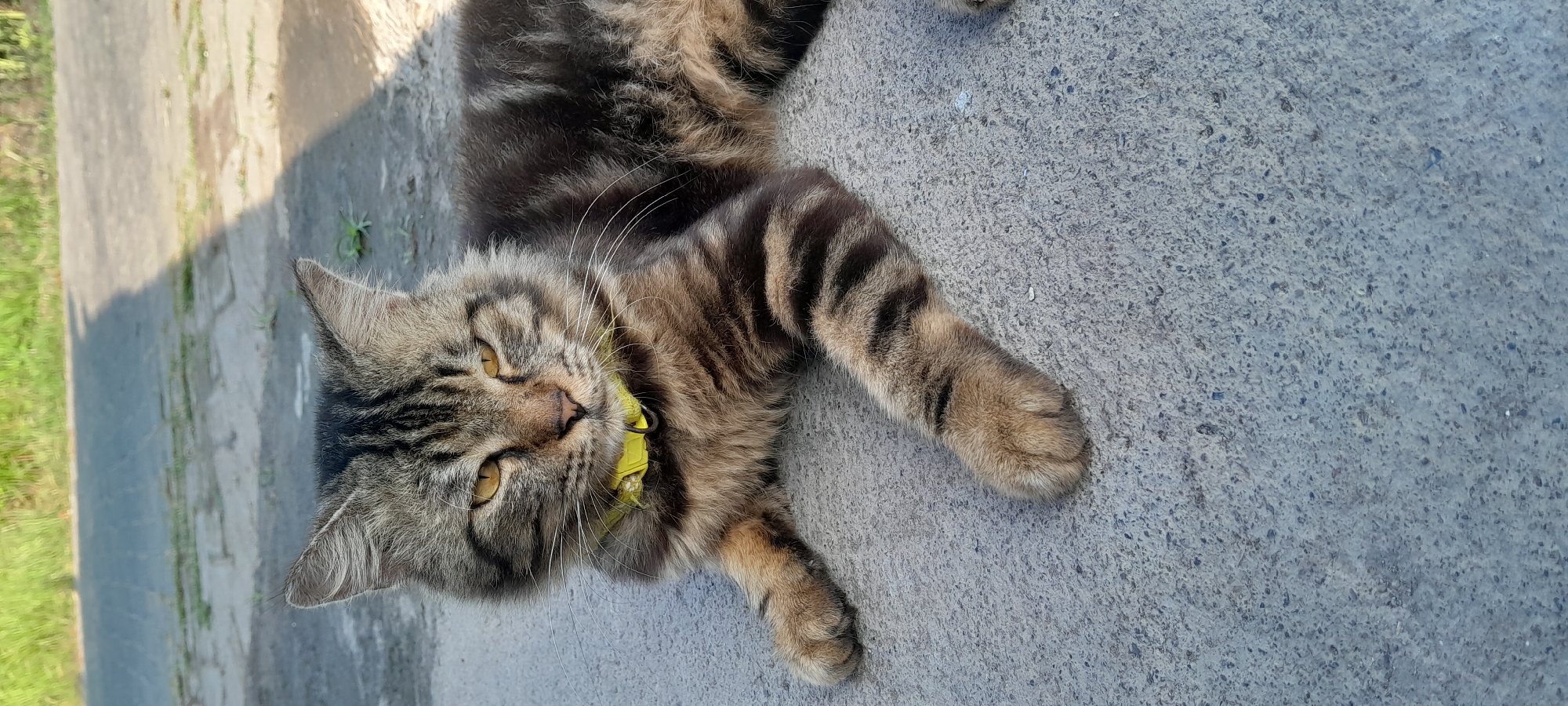 A medium shot captures a tabby cat lying on a grey concrete surface, likely outdoors in Bendungan, Indonesia. The cat, with its typical tabby markings of brown and black stripes, is wearing a bright yellow collar. Its eyes are a striking yellow, and it appears to be looking slightly to its left. The cat's paws are visible, resting on the concrete. In the background, there's a hint of greenery and a shadow cast on the ground, suggesting a sunny day. The concrete surface is textured and appears weathered.