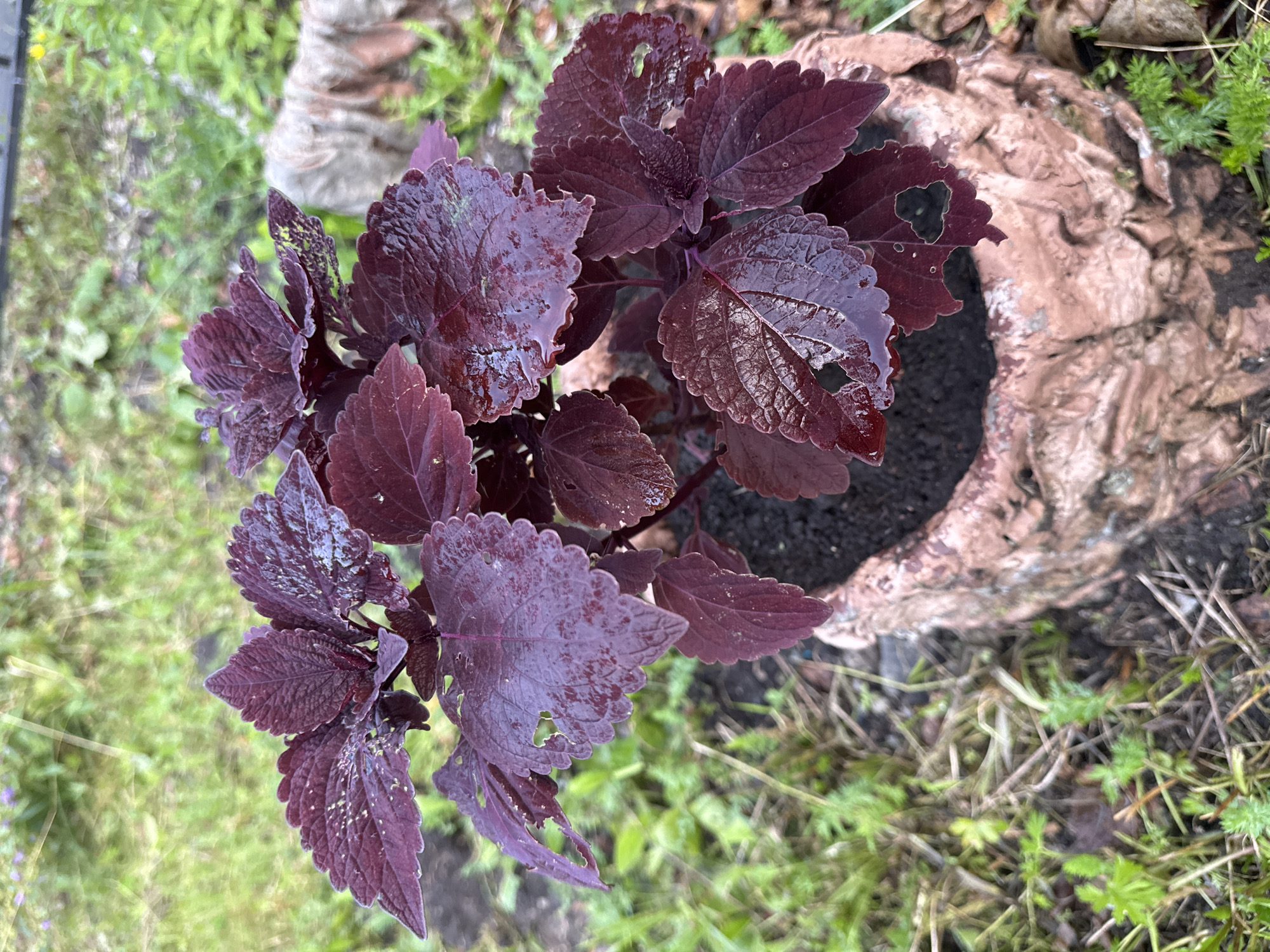An image shows a close-up of a coleus plant with dark red, ruffled leaves, some of which have water droplets on them, suggesting recent rain or watering. The plant is in a textured, pale pink or beige pot. The pot is set in an outdoor environment with green grass and some dry leaves or twigs on the ground. In the background, there is out-of-focus greenery and a blurry, light-colored object that might be a piece of cloth or vegetation. The lighting suggests an overcast day. The image does not contain any recognizable landmarks or details that would allow for a precise location within the city of Chelyabinsk, Russia.