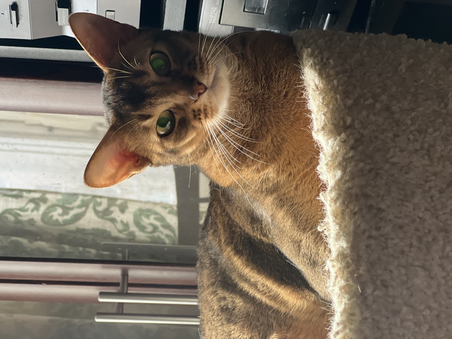 This image depicts a domestic cat positioned in an indoor environment in Podolsk, Russia. The cat, appearing to be an Abyssinian breed, possesses ruddy ticked fur, large erect ears, and distinct vivid green eyes. Its muzzle and forehead feature darker brown markings, and prominent white whiskers extend from its face. The animal is resting in a beige, shag-carpeted cat tree or bed, with its head and upper torso visible, looking directly towards the camera. Strong natural light, likely sunlight, illuminates the scene from the left, casting striped patterns of light and shadow across the cat's fur. The background on the left reveals a window fitted with sheer, patterned curtains, displaying a light-colored scrollwork design on a lighter base. Vertical metal bars or a window handle are partially visible near the center-left. To the right of the cat, a dark, stacked electronic device, resembling audio equipment, is partially present. No human subjects are visible.