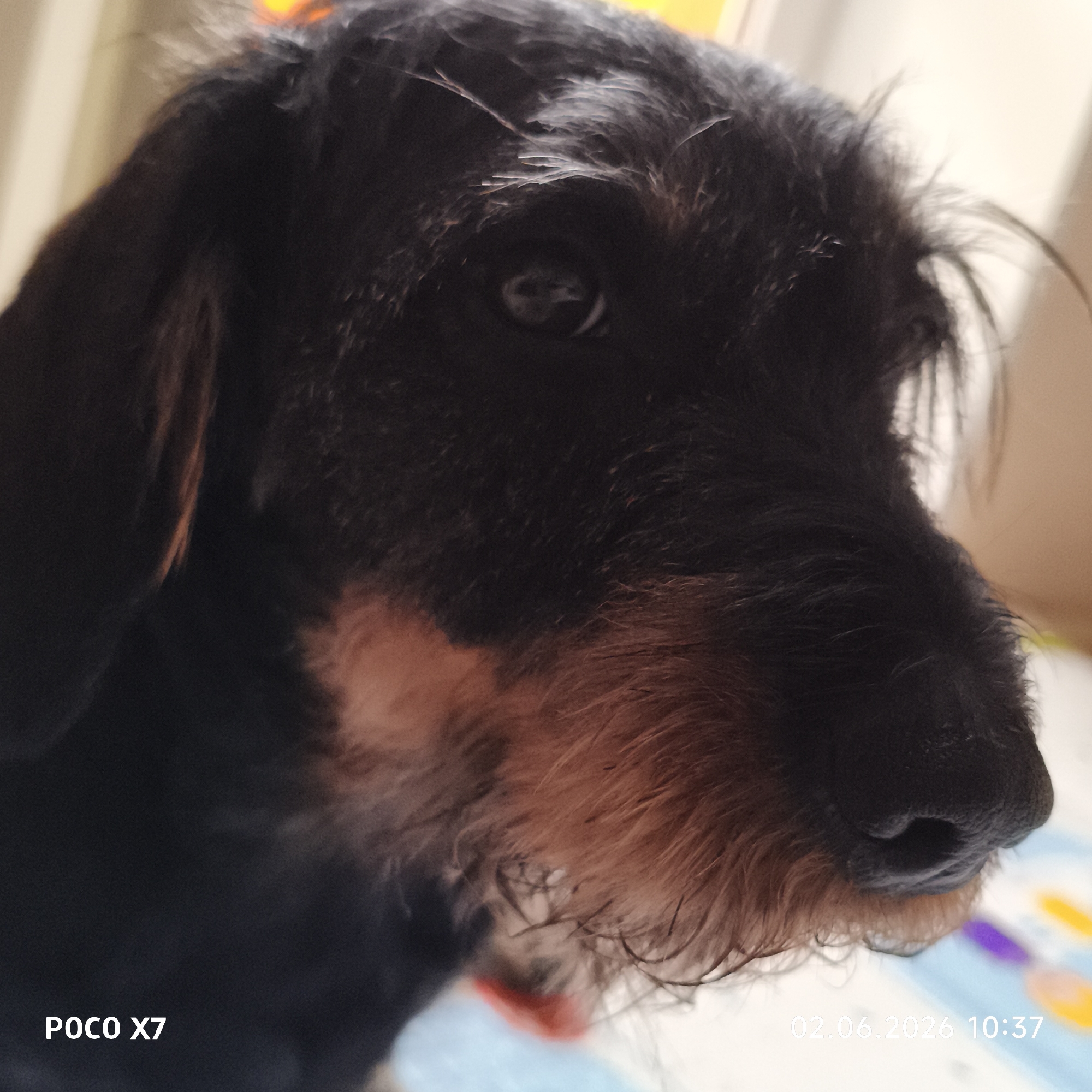 A close-up, slightly elevated profile portrait features a scruffy, wire-haired dog, likely a Dachshund or terrier mix, looking towards the right side of the frame. The dog's fur is predominantly black, with reddish-brown or tan markings prominent on its muzzle, chin, and chest. Its textured, somewhat unruly fur frames a calm, dark eye. The black nose appears moist. The background is softly blurred, showing muted light tones and indistinct colorful shapes in the lower right, indicating an indoor setting. The lighting is soft and even. Visible text overlays include "POCO X7" in the bottom left corner and "02.06.2026 10:37" in the bottom right corner, denoting the camera used and the date and time of capture. The image is set in Chaikovsky, Russia.