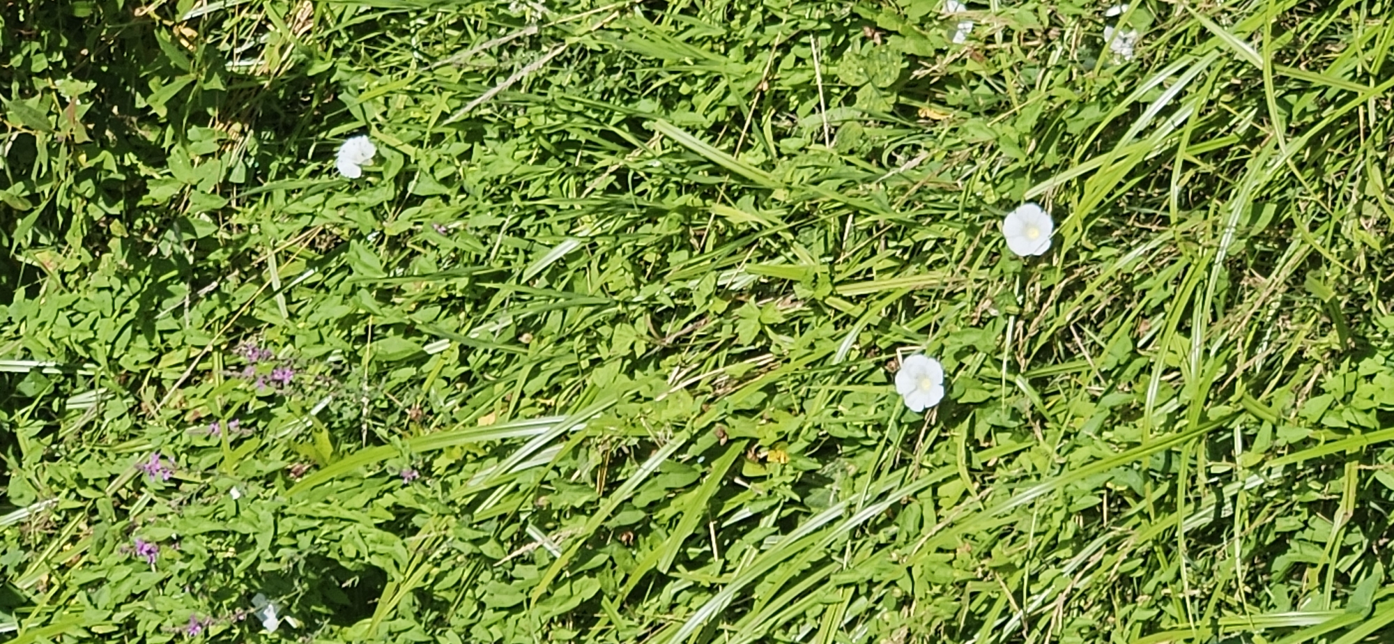 The image shows a close-up view of a grassy area with several small white flowers and some purple flowers scattered throughout. The grass is predominantly green and appears to be growing in a natural, unmanicured setting. The lighting suggests it is daytime with sunlight casting shadows on the foliage. The scene is consistent with a park, garden, or undeveloped patch of land. There is no indication of any specific location within Blagoevgrad, Bulgaria, as the image lacks any identifiable landmarks or context specific to the city.