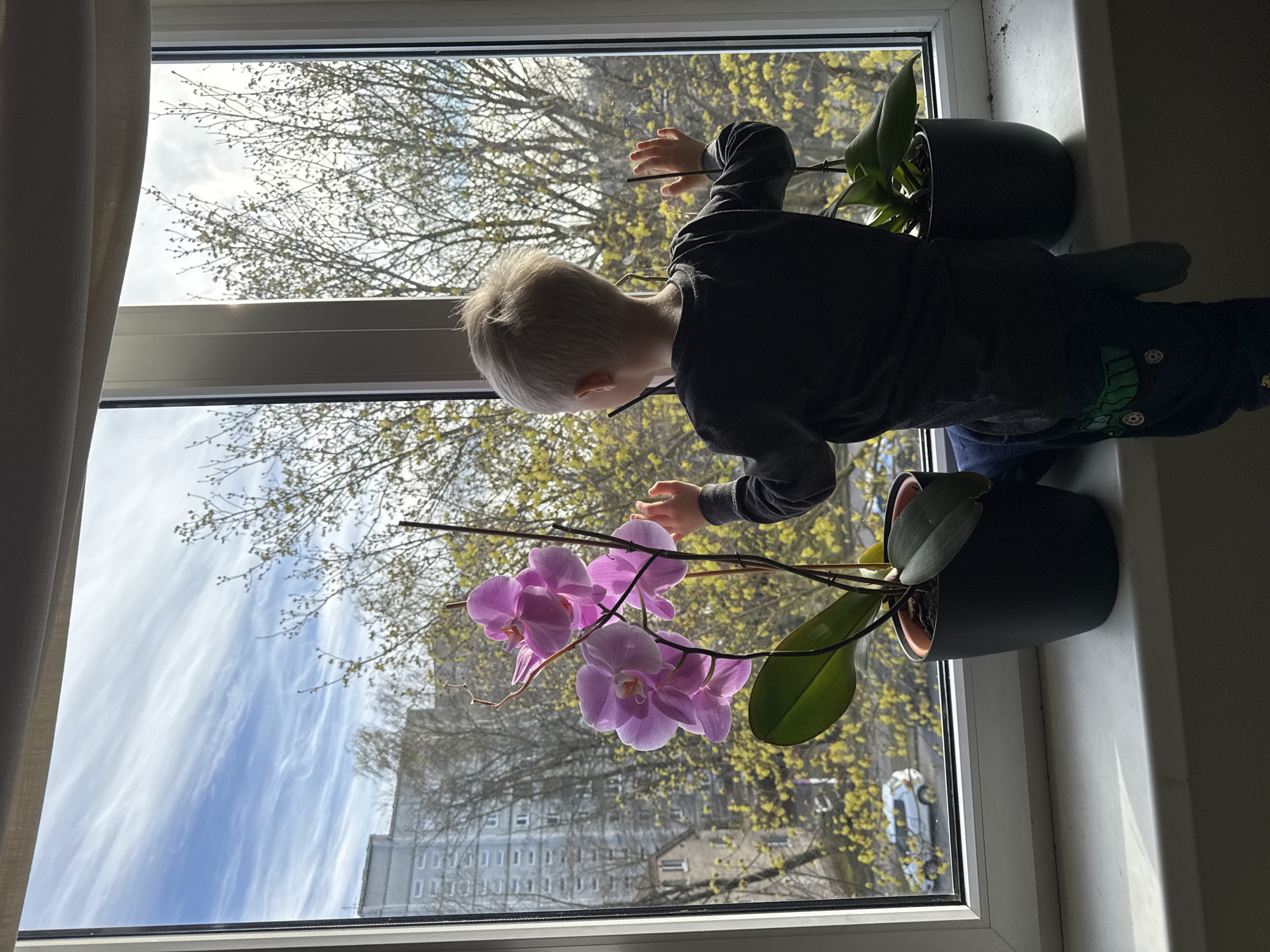A bright, sunlit indoor scene captures a young child standing on a white window sill, looking outwards. The child, with short blonde hair and dressed in a dark long-sleeved top and patterned dark trousers, is seen from behind, leaning forward with their hands raised. They are gently interacting with or examining a vibrant purple/pink orchid that is in bloom, perched on the window sill. Another potted plant, likely a second orchid, sits to the right.
Through the large window, a clear daytime sky with sweeping white clouds against a blue background is visible. The outdoor view features trees with bare branches beginning to show light green or yellowish spring foliage. A multi-story building with numerous windows is discernible in the background, suggesting an urban or suburban environment. A light-colored curtain hangs partially visible on the far left edge of the frame. The strong natural light indicates daytime, with sunlight illuminating the scene and creating some shadows on the right side of the window sill. The child appears curious and engaged with the plants and the outdoor view. The scene is consistent with a location such as Riga, Latvia, particularly in springtime. There is no visible text in the image.