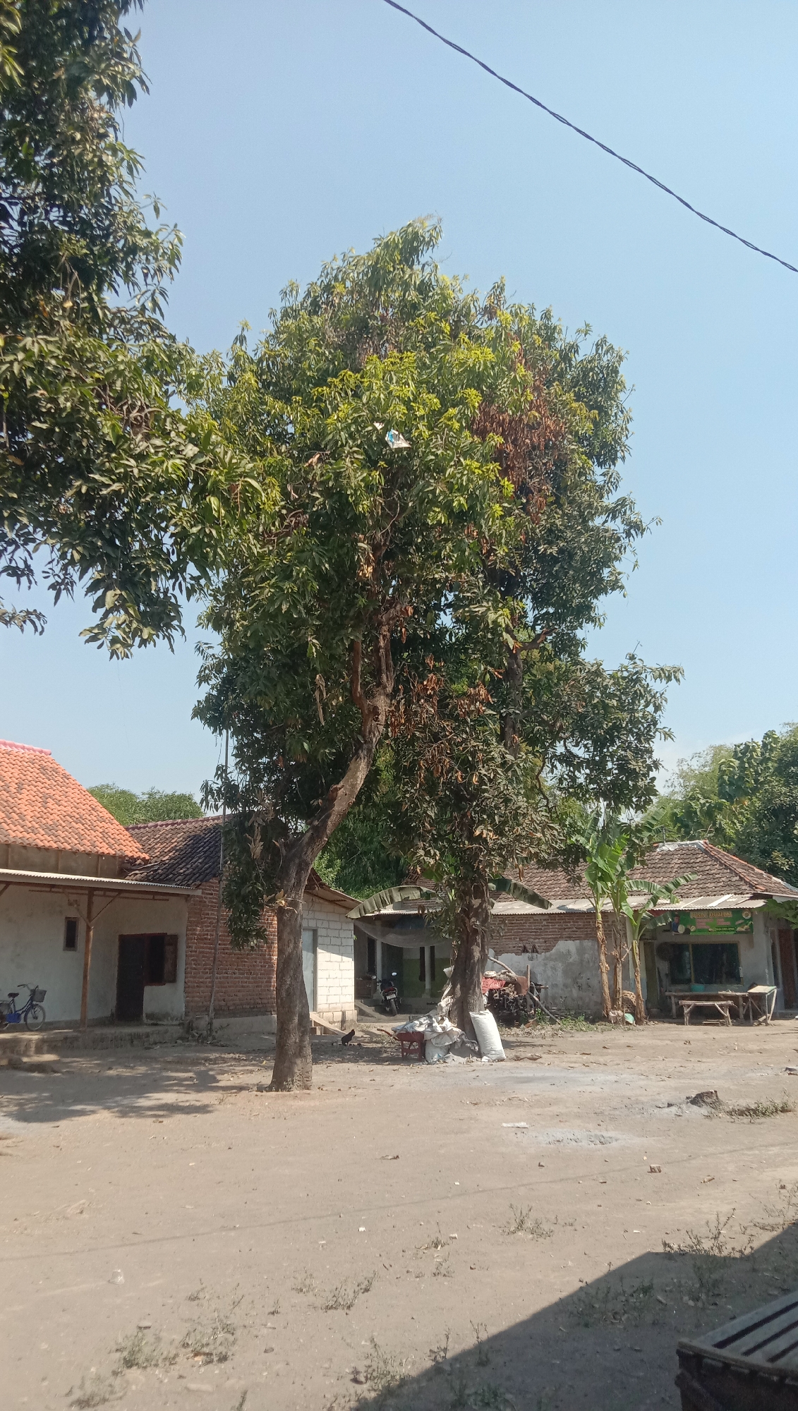 This image shows a scene in Ngempit, Indonesia, likely a rural village. In the foreground, a dirt road or pathway stretches across the frame, with some sparse vegetation. Two large trees dominate the center of the image, their branches reaching towards the clear blue sky. Behind the trees, several buildings with reddish-brown tiled roofs are visible. These appear to be modest, single-story houses constructed with brick and concrete. One building on the left has a covered porch area. A bicycle is parked near the entrance of this building. To the right of the trees, another building with a similar roof is visible, with an open area in front that might serve as a shop or seating area, featuring wooden tables and benches. Various objects are scattered around, including sacks of material, a wheelbarrow, a chicken, and a motorcycle parked under the awning of one of the buildings. The overall impression is that of a quiet, somewhat undeveloped residential or commercial area in a tropical climate.