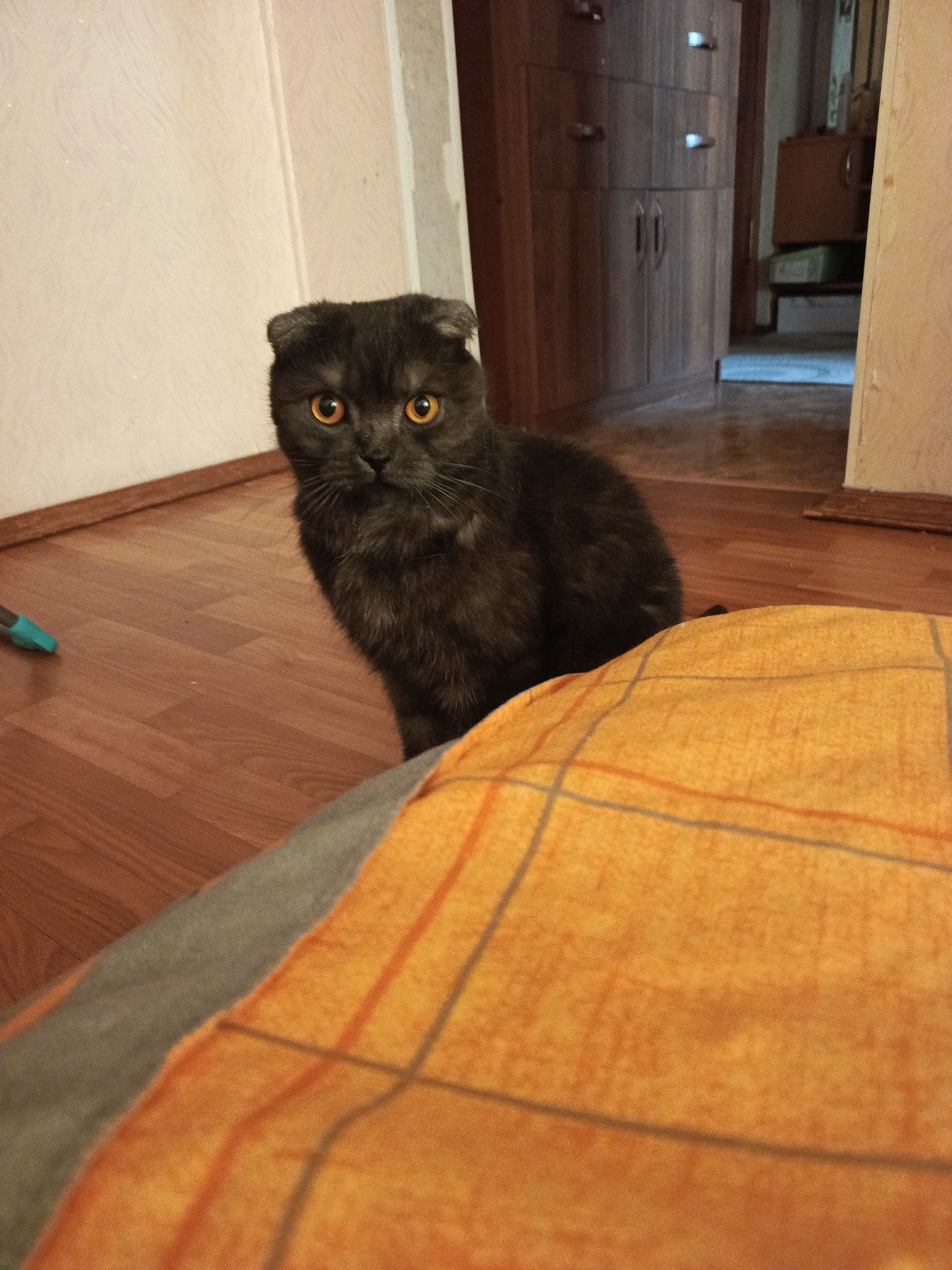 A medium shot depicts a gray Scottish Fold cat indoors, set against a background featuring a brown wooden floor and paneled white walls. The cat has striking amber-colored eyes, a slightly matted dark gray coat, and folded ears. It is positioned in the middle of the frame, its attention directed toward the camera. In the foreground, a section of an orange and gray checkered blanket is visible. The scene suggests a domestic interior, potentially a home, located in the city of Chaikovsky, Russia, as the image request includes this information. In the background, a brown wardrobe is visible and a doorway to the other room, with another wardrobe. A cyan toy is present on the floor on the left of the image.