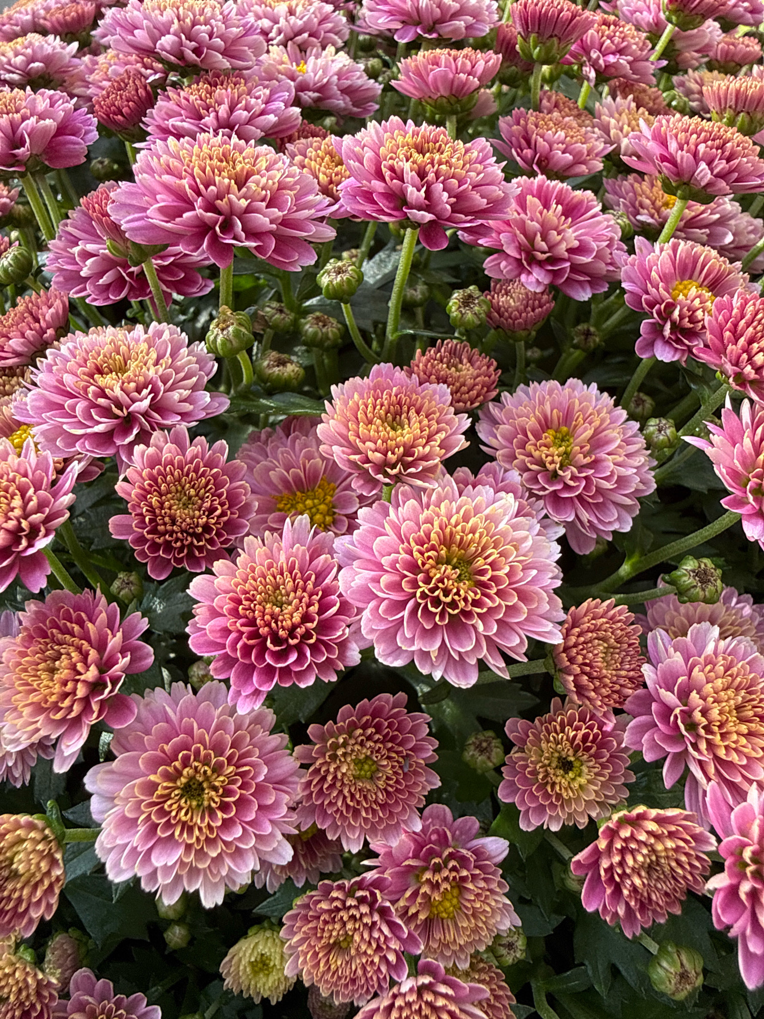 The image is a close-up, overhead shot of a dense arrangement of pink chrysanthemums. The flowers are in various stages of bloom, with some fully open and others still in bud. The petals are a vibrant pink, fading to a lighter peach or yellow at the center. The leaves are dark green and lush, providing a strong contrast to the colorful blooms. The image does not contain any information that would allow for the identification of its location in Bad Sachsa, Germany, or any details about people, actions, or interactions.