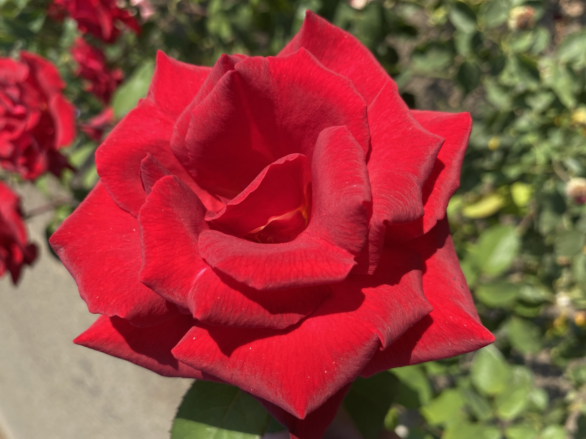 The image shows a close-up, eye-level view of a single, vibrant red rose in full bloom. The rose is the primary subject, occupying the center and right portions of the frame. Its velvety petals are unfurling, revealing a darker, more intricate pattern towards the center. Sunlight casts shadows across the petals, highlighting their texture and curves.
In the background, out of focus, are several other red roses, suggesting a rose garden or a cluster of rose bushes. Green foliage and hints of brown earth are visible beneath the flowers. To the upper left of the main rose, a textured, light-colored surface, possibly a paved area like a sidewalk or pathway, is partially visible. The overall lighting suggests a sunny day.
The provided context that this image is from Ventsy, Russia, does not offer any specific visual cues within the image itself to confirm this location. The scene is a naturalistic outdoor setting, typical of a garden environment, and could be found in many geographical locations. There are no people, actions, or interactions depicted.