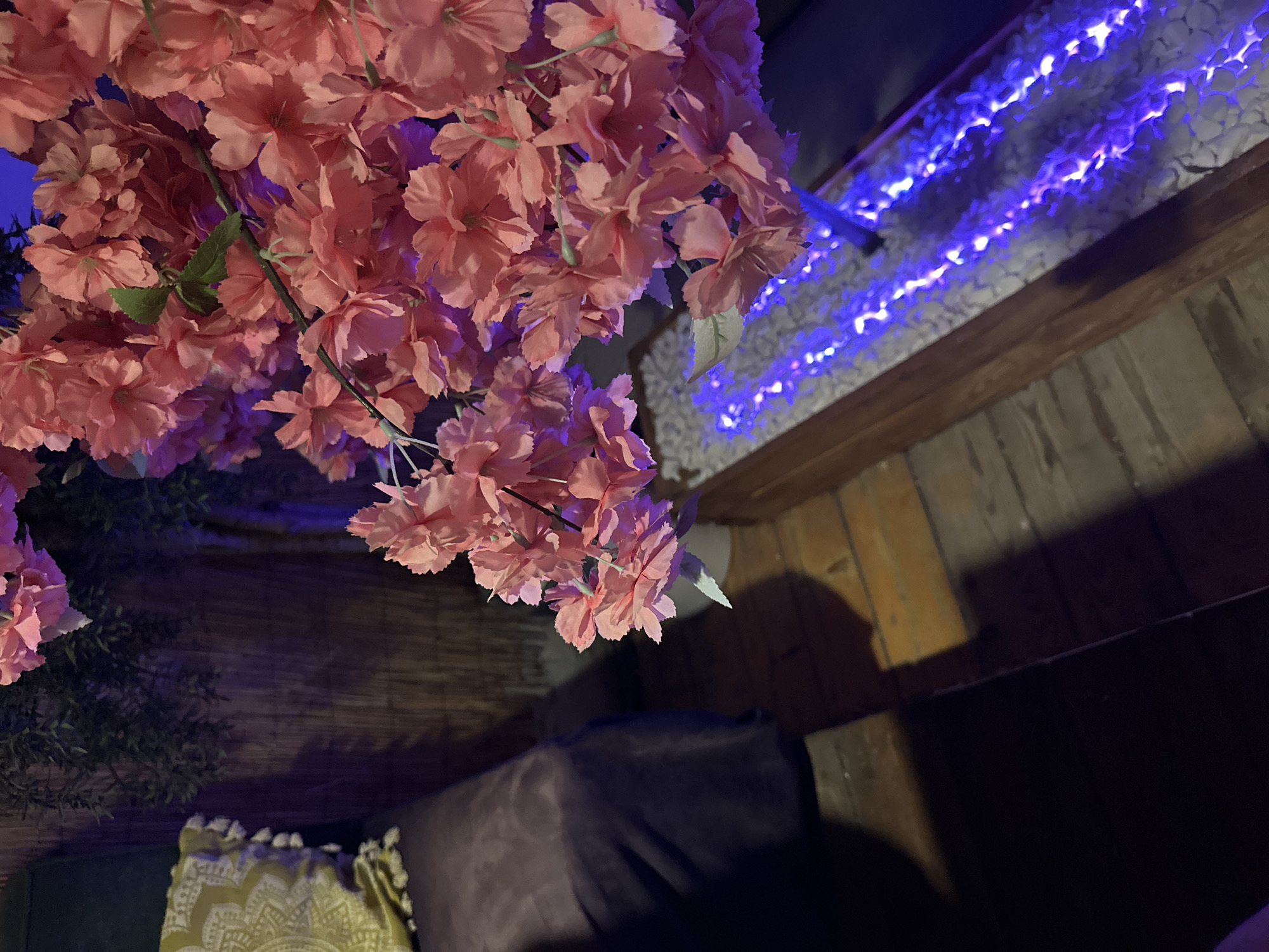 This detailed image depicts an indoor decorative arrangement located in Plovdiv, Bulgaria. The central focus is a dense cluster of artificial pink flowers, resembling cherry blossoms, occupying the upper and right portions of the frame. These flowers stem from a rectangular planter box, which is filled with small, light-colored stones or pebbles. Within these stones, strands of illuminated blue LED lights create a distinct luminous effect.
To the left, a section of dark-colored upholstered furniture, possibly a sofa or bench, is visible. Resting on this furniture is a light green decorative pillow adorned with a white patterned design and white tassels along its edge. In the background behind the furniture, a textured wall or partition made of woven material, possibly bamboo, in a dark brown tone, is present. A small cluster of dark green artificial foliage is discernible above this partition. The floor in the lower-left and central areas of the image consists of wooden planks, varying in shades of brown. The scene is dimly lit, with the blue LED lights providing the primary illumination and casting subtle reflections on the pink flowers. No individuals are present, and no specific actions are depicted.