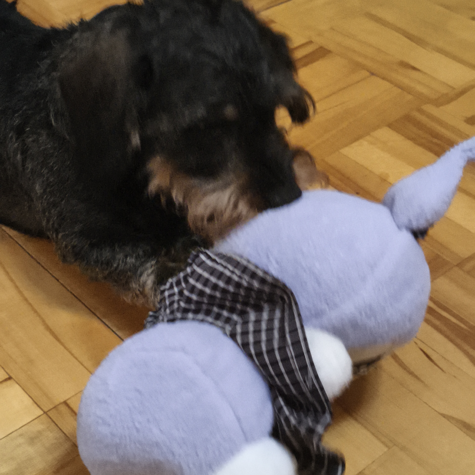 A black and brown dachshund dog is playing with a light purple stuffed animal that has a black and white plaid bandana around its neck on a wooden floor. The location is unknown.