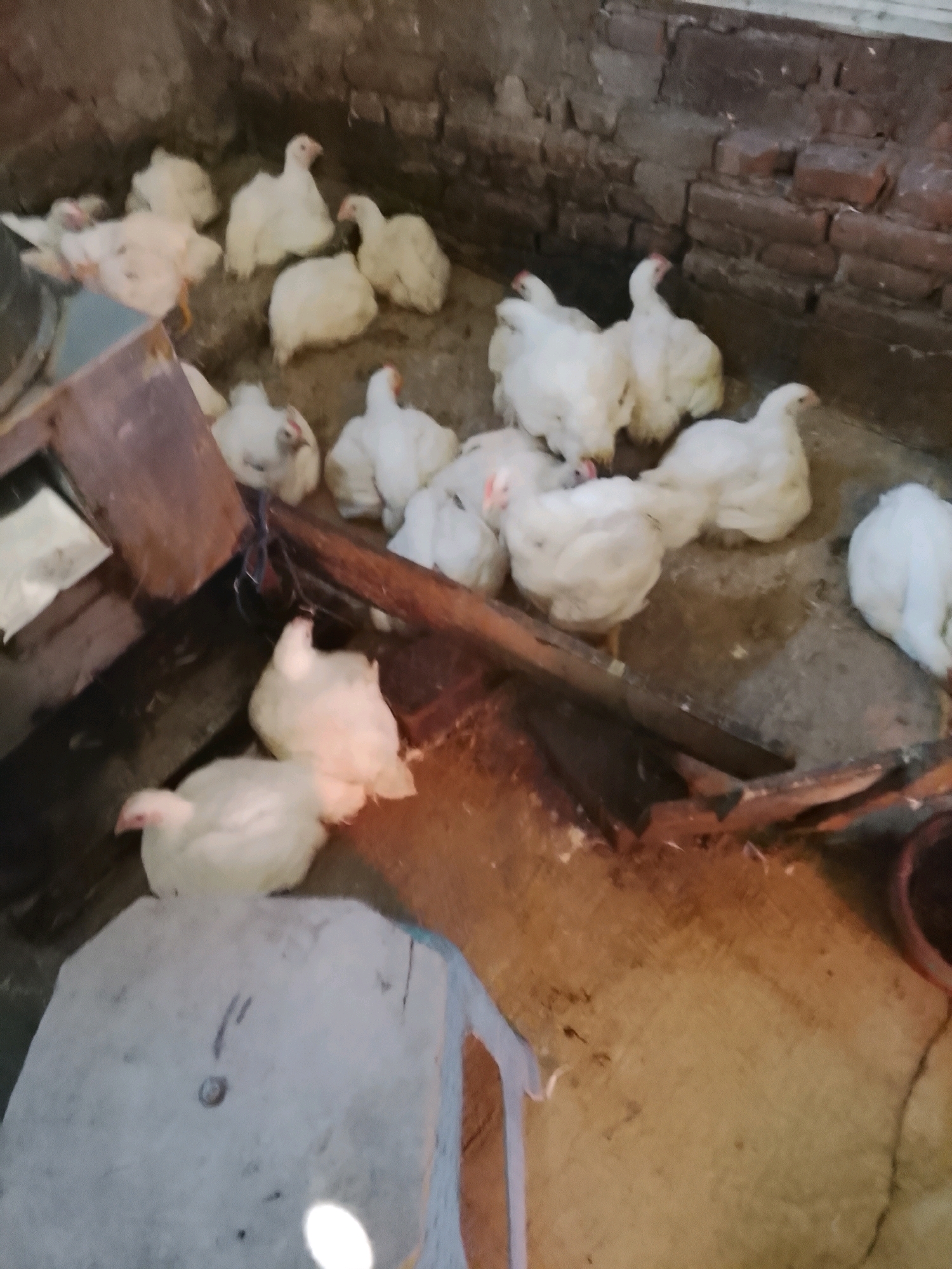 The image depicts a group of white chickens in an enclosed space, possibly a coop or barn. The environment appears rustic, with brick walls visible in the background and a dirt or concrete floor. Several wooden structures are present, including what looks like a feeder or trough. The chickens are of various sizes, suggesting a mix of ages. Some are standing, while others are resting or huddled together. The lighting is dim, creating a somewhat hazy atmosphere. There is no indication of the city of Sonobekel, Indonesia, within the image itself, nor are there any people or specific actions that would suggest this location.
