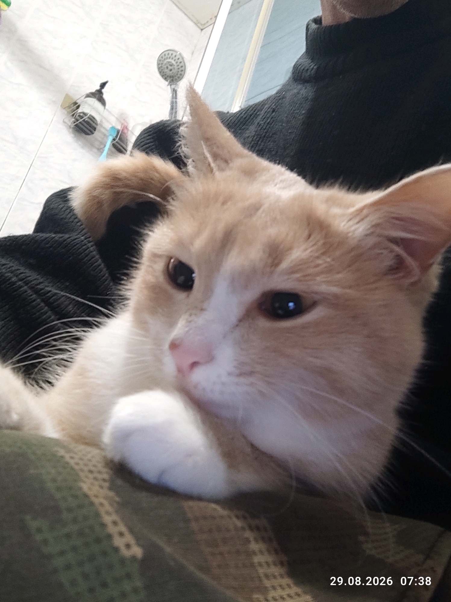 The image shows a close-up of a ginger and white cat being held by a person. The cat is looking towards the camera with its head slightly tilted. One of its paws is resting near its mouth. The person is wearing a dark-colored sweater with a high neck. The background appears to be a bathroom with white tiled walls and a showerhead visible. The lighting is moderate, and there is a timestamp in the bottom right corner indicating "29.08.2026 07:38". There are no discernible details about the city of Kostroma, Russia, or any other specific location.