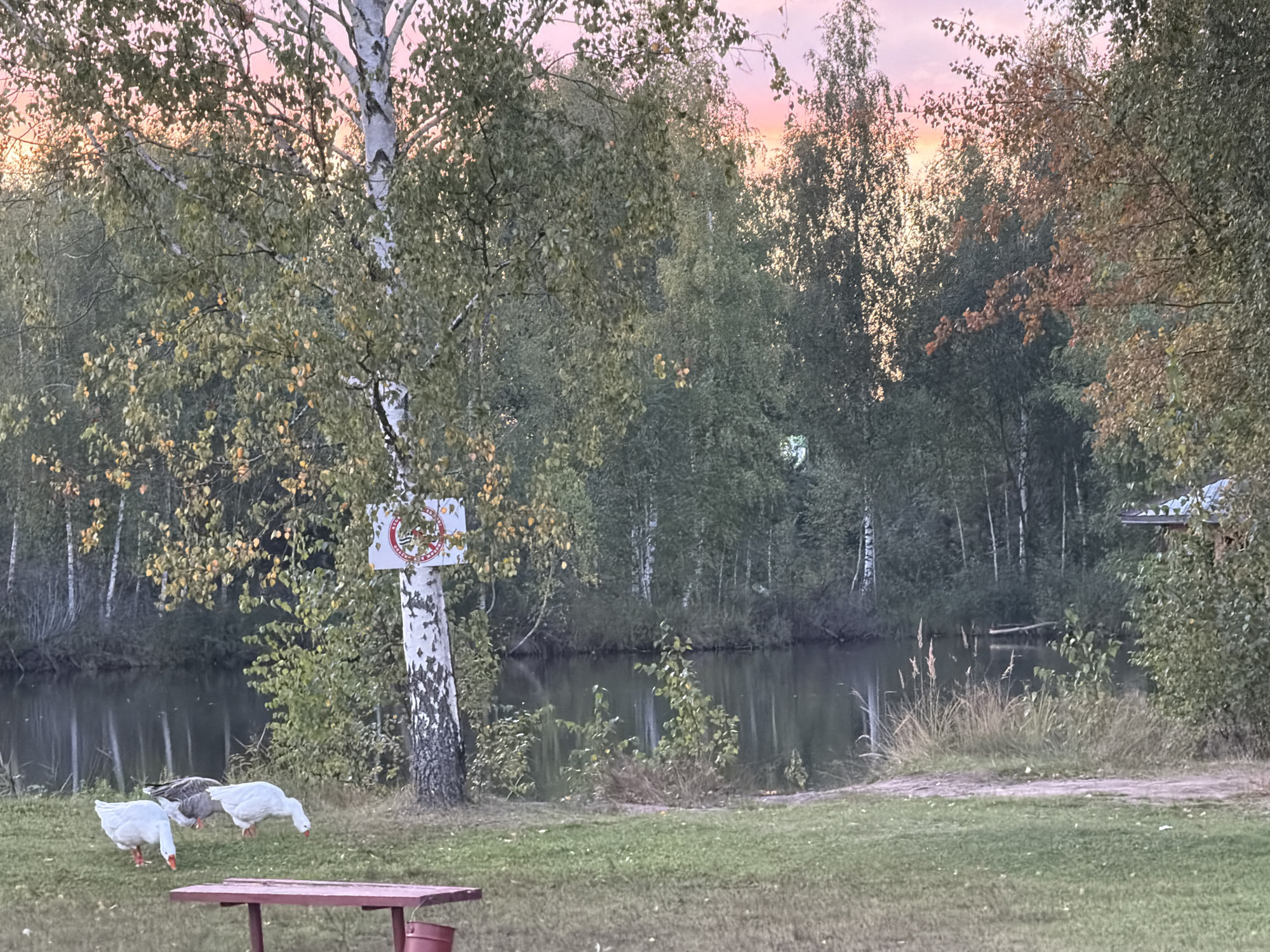 The image depicts an outdoor scene at dusk, possibly in the city of Glubokovo, Russia, with a calm body of water reflecting the soft hues of a pastel sky. A cluster of geese, two white and one gray, are foraging on a grassy area in the foreground. A red picnic table is partially visible in the lower left corner. Behind the geese, a birch tree with a sign attached to it stands prominently. The background is a dense forest of birch and other trees, with some foliage showing autumnal colors. The overall atmosphere is serene and natural.