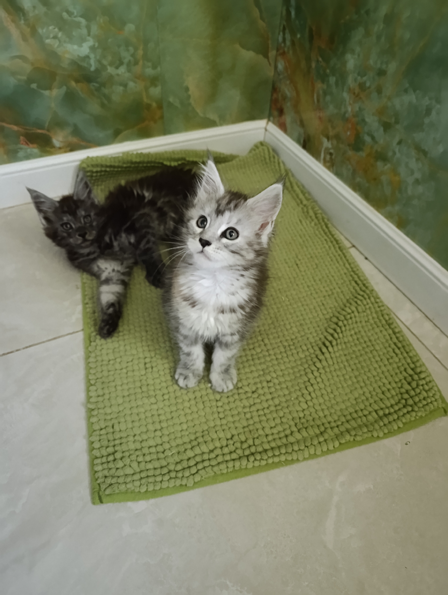 Two young Maine Coon kittens are on a green bath mat in a room with light-colored tiled flooring and green, marbled-patterned walls. The kitten on the left is darker grey and black, lying down and looking directly at the camera. The kitten on the right is lighter grey and white, standing and looking upwards and to the left. The background consists of a white baseboard and the green marbled wall. The image does not contain any information that would suggest a location in Ryzhiki, Russia.