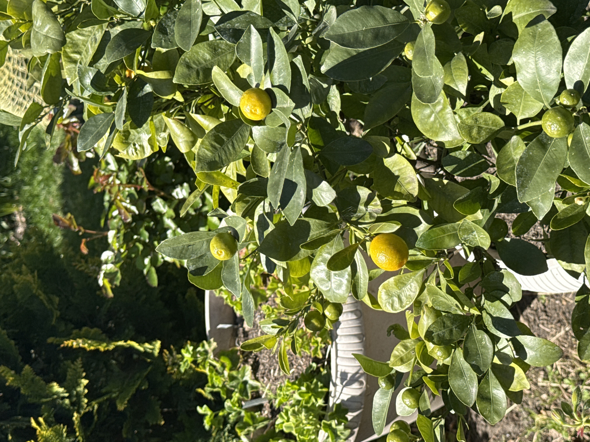This close-up image captures a vibrant citrus tree, likely a kumquat or similar small fruit variety, thriving in direct sunlight. The tree is abundant with glossy green leaves, some appearing lighter green from sun exposure. Scattered among the foliage are several small, round fruits. Some are fully ripe, showcasing a bright yellow hue, while others are still green and less mature. Strong sunlight casts distinct shadows on the leaves and fruits, indicating a clear, sunny day.
The tree appears to be growing in a light-colored, possibly white or off-white, fluted planter pot, a portion of which is visible in the lower half and right side of the frame. In the blurred background, other green foliage and bushes can be seen, suggesting an outdoor garden or patio setting. No specific human activity is taking place, and no text is visible in the image. The overall scene conveys a sense of natural growth and vitality.