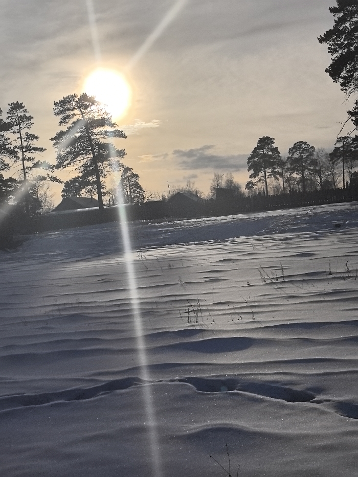 The image depicts a rural winter landscape in Аблатуйский Бор, Russia, under a low sun. The foreground features an expansive snow-covered field or hillside exhibiting undulating drifts and distinct footprints, along with sparse blades of dry grass. The midground contains a horizontal line of dark-silhouetted evergreen trees, primarily pines, partially obscuring a series of low-rise structures, likely houses or utility buildings, and a dark fence line behind them. The sun, a bright circular disc, is positioned in the upper left quadrant of the sky, emitting strong light rays and prominent lens flares that extend across the frame. The sky is a pale yellow-orange near the horizon, transitioning to a lighter grey, with scattered clouds. No individuals are present in the scene, and no overt actions are occurring. The environment indicates cold weather conditions with substantial snow accumulation.
