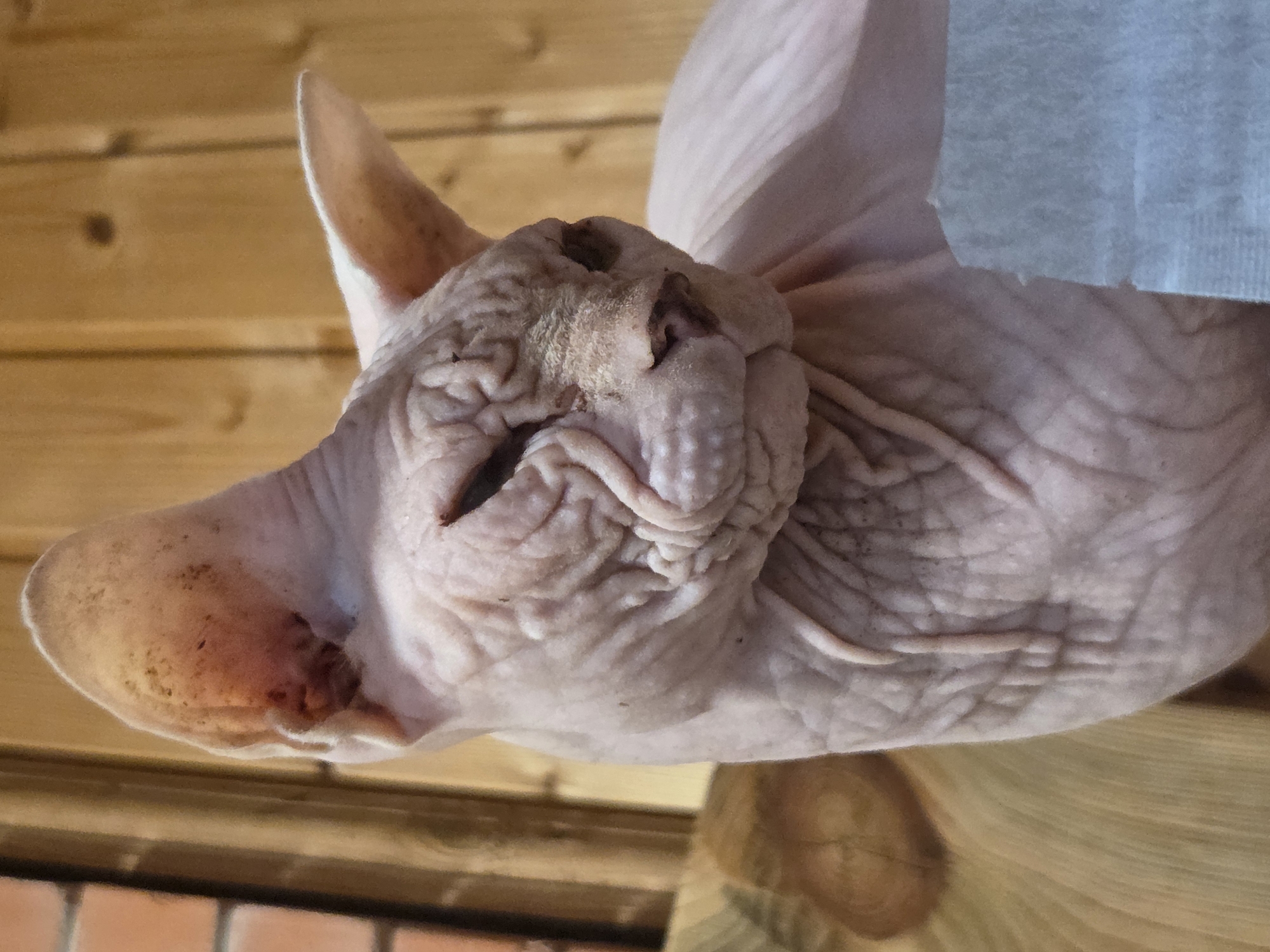The image shows a close-up of a Sphynx cat's head and upper body, indoors. The cat is pink-skinned with visible wrinkles on its face and body. Its eyes are partially closed. The background consists of wooden planks and a hint of a brick wall on the left. The cat is positioned on what appears to be a wooden surface, with a white object to its right. The setting suggests a domestic environment in Восход Снт (фролово), Russia.